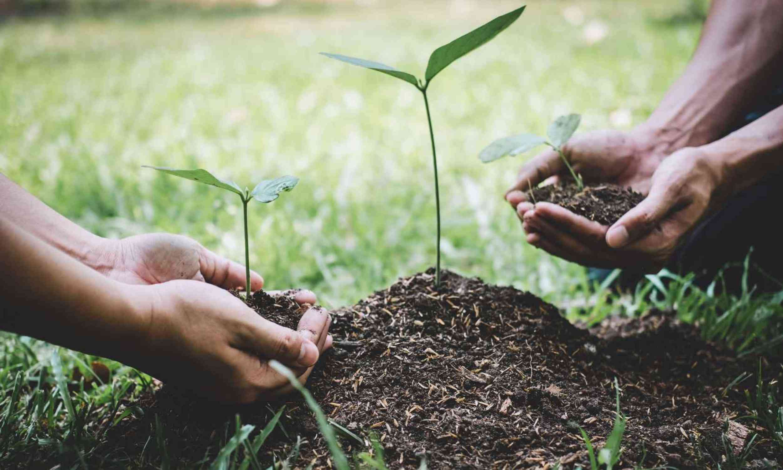 Planting trees may have a hidden water cost in a warmer world