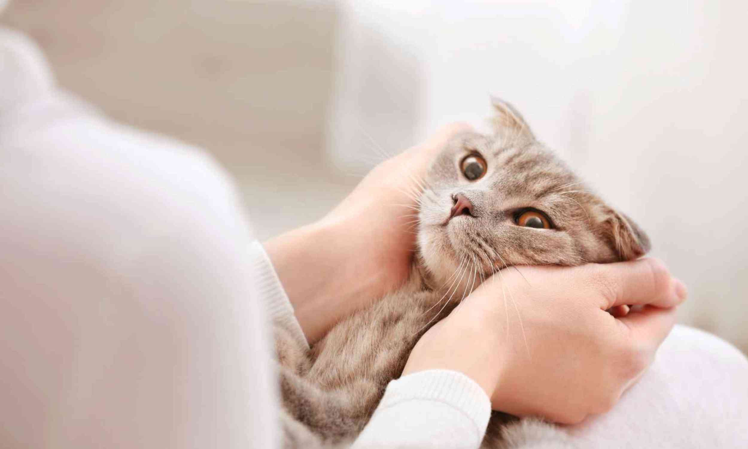 Your pet may boost your mood, but not shield you from daily stress