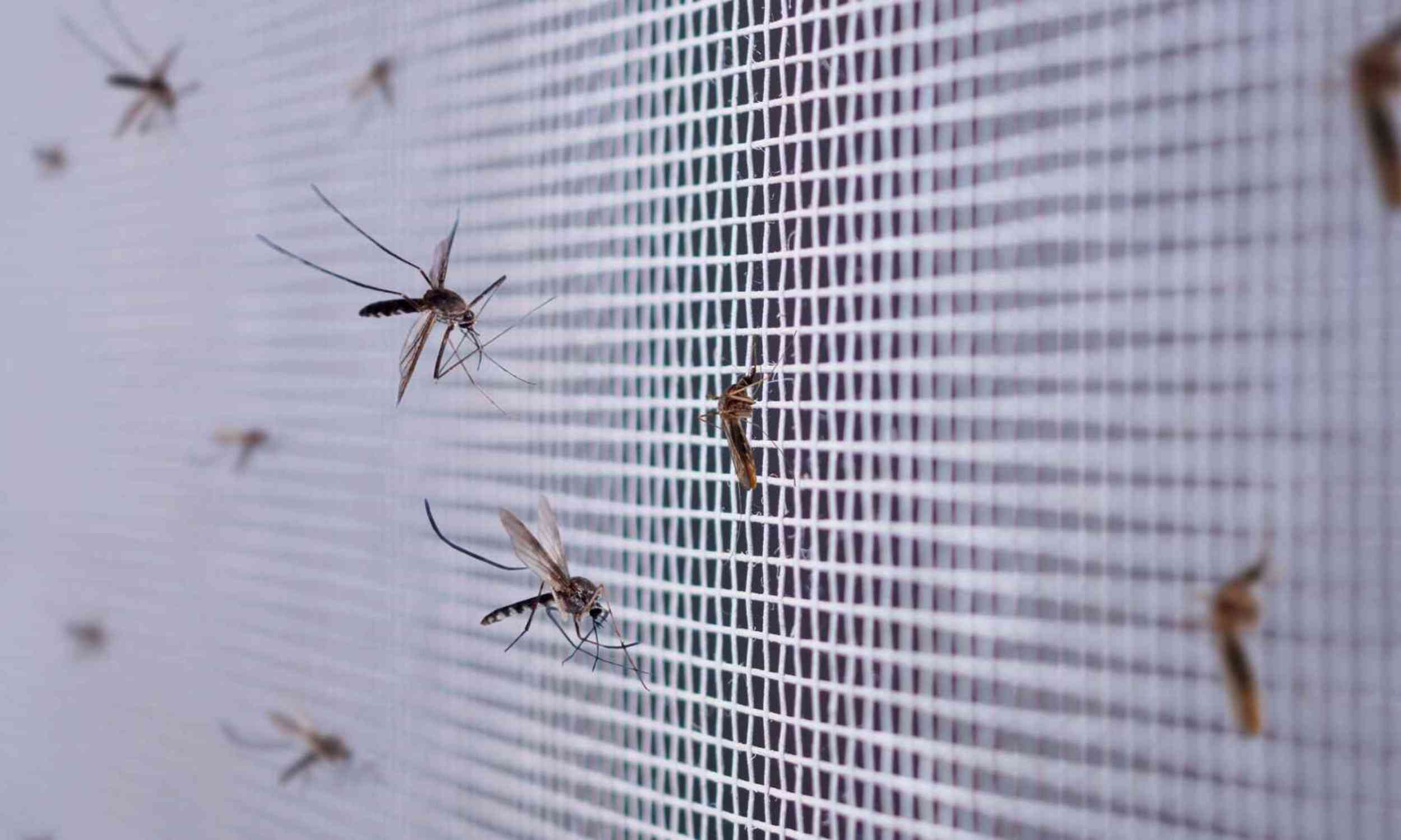 Mosquito nets still fight malaria, but the insects may be adapting