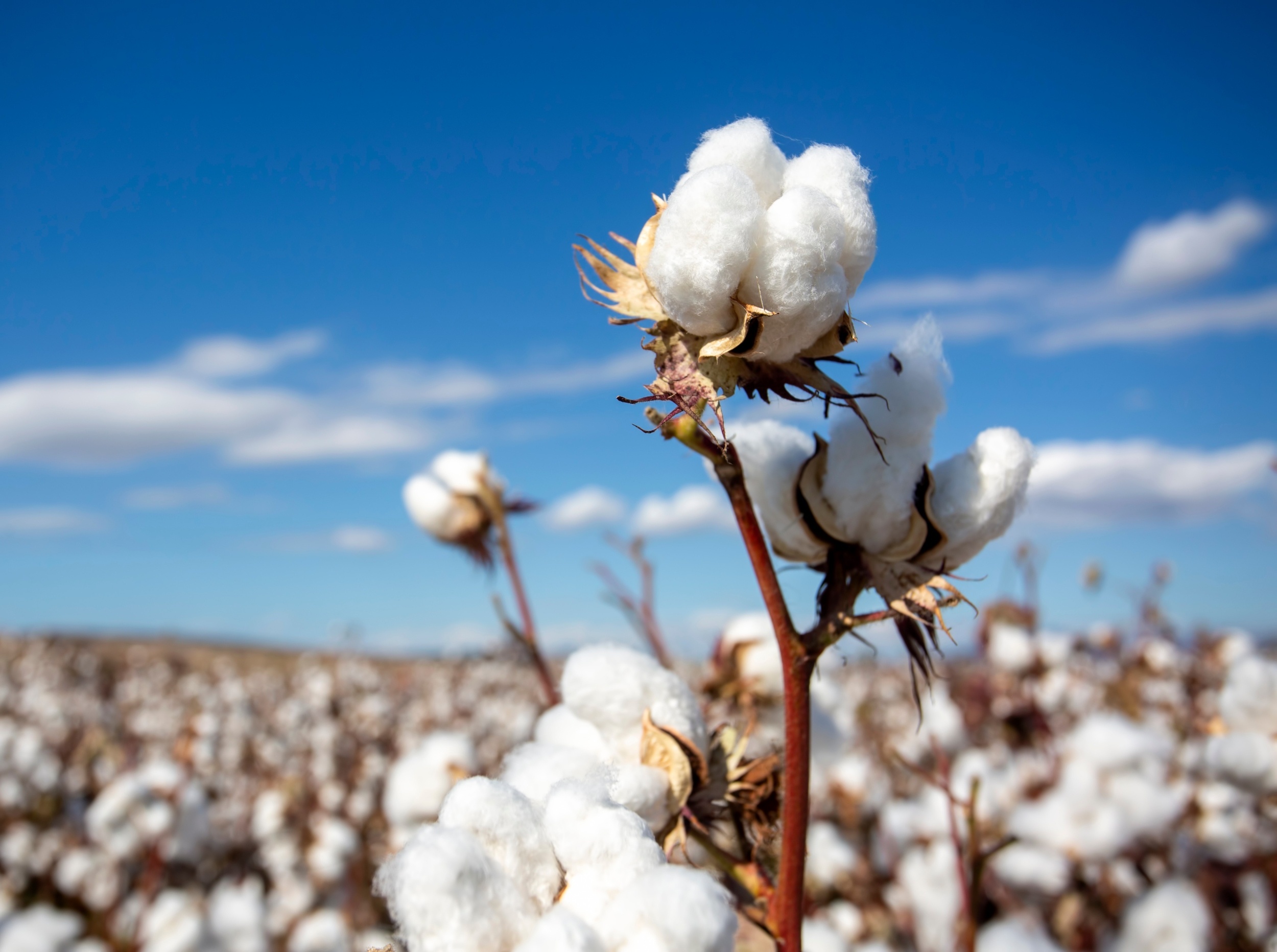 Birthplace of modern cotton revealed after decades of research