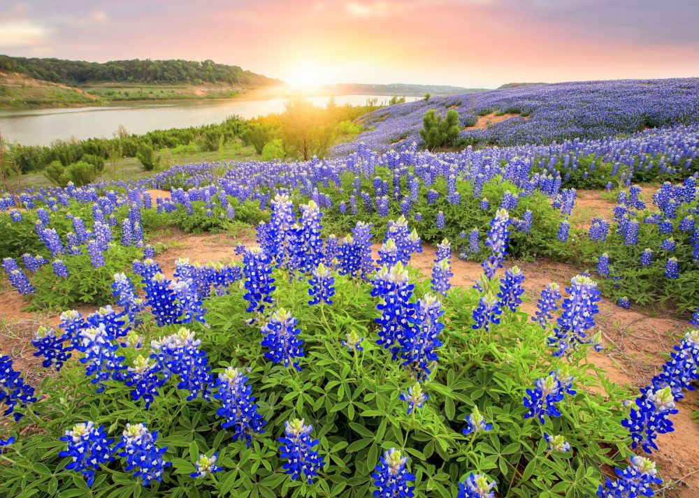 Invisible chemical landscape connects life across ecosystems