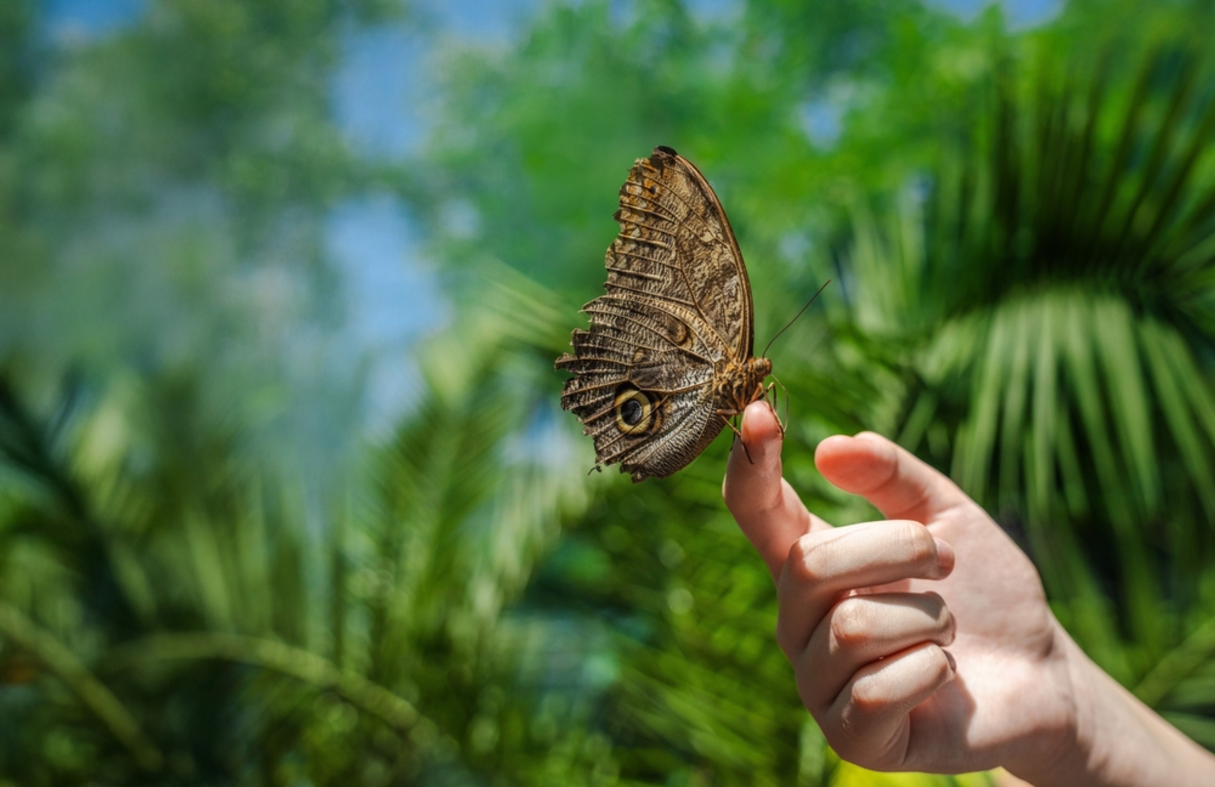 Inside America's quiet butterfly decline