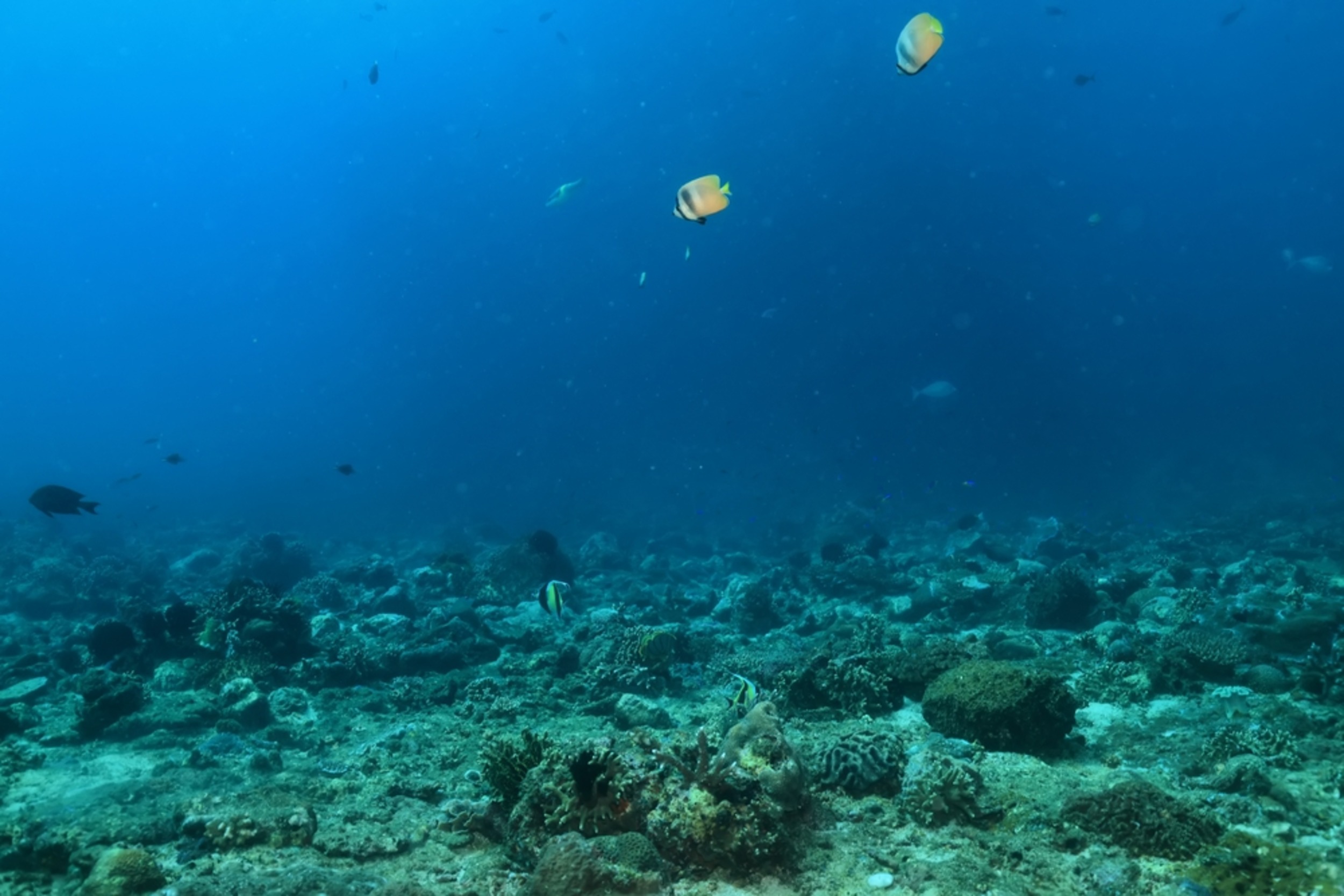 Over 5,000 deep-sea species found in mining zone
