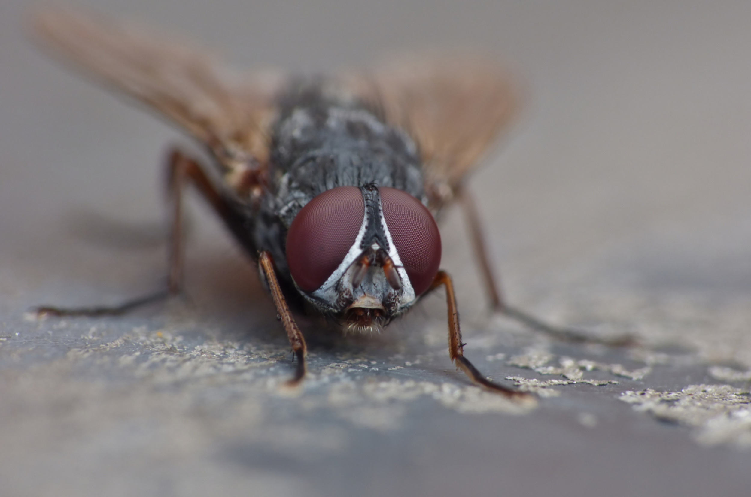 A fly's heart reacts like a human's