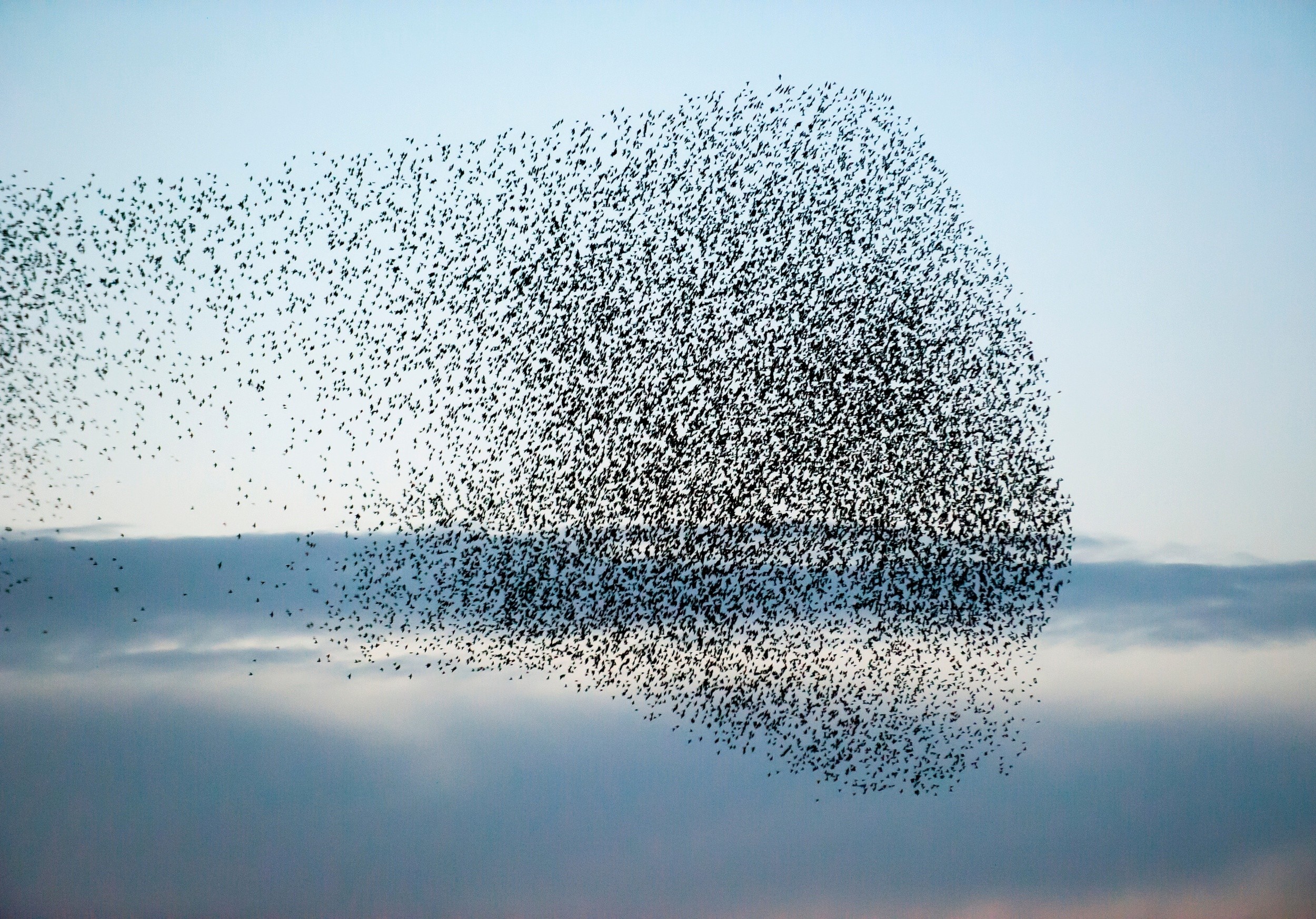 Bird flocks are organized by physics, not just animal behavior