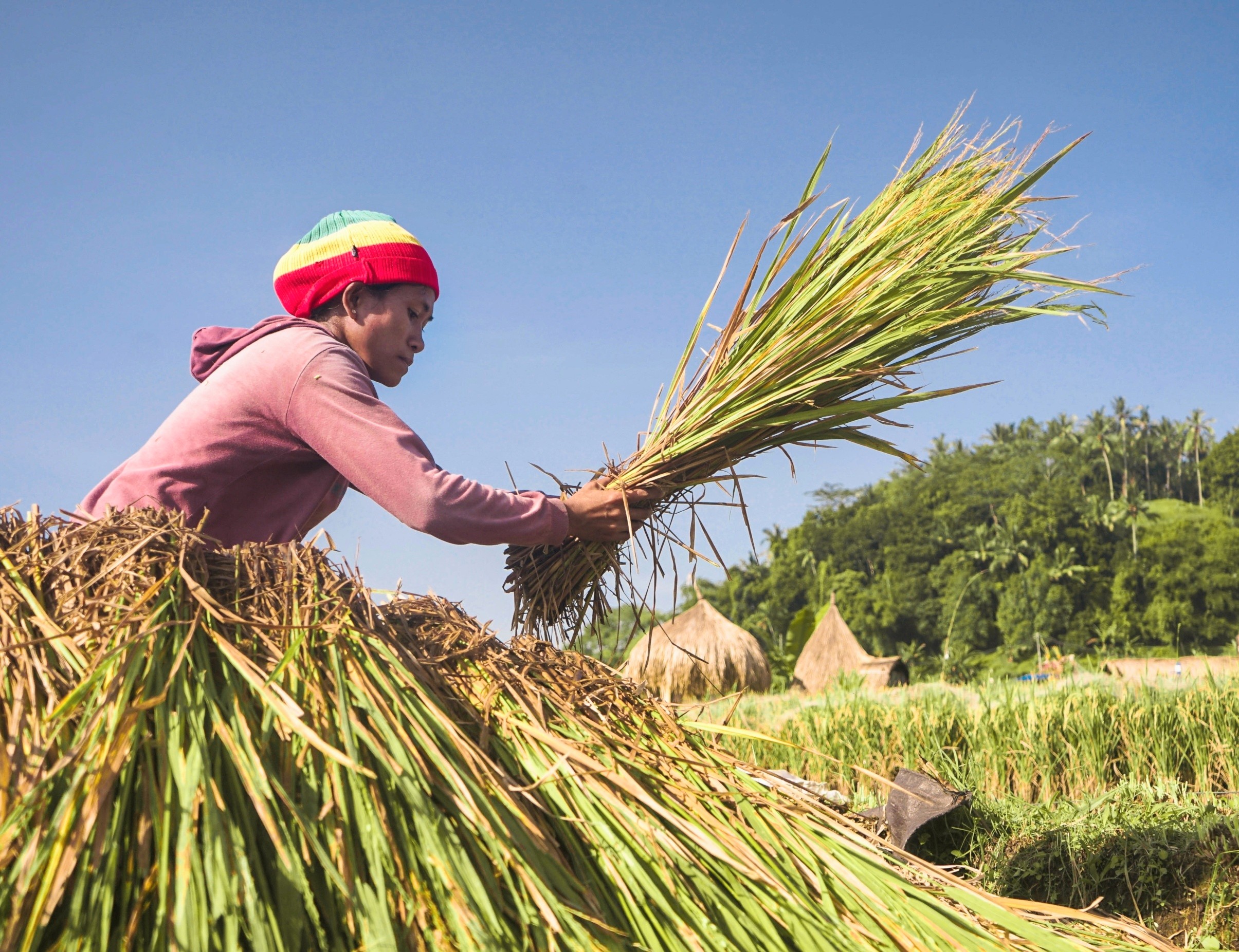 Traditional farms reveal how food and nature can thrive together