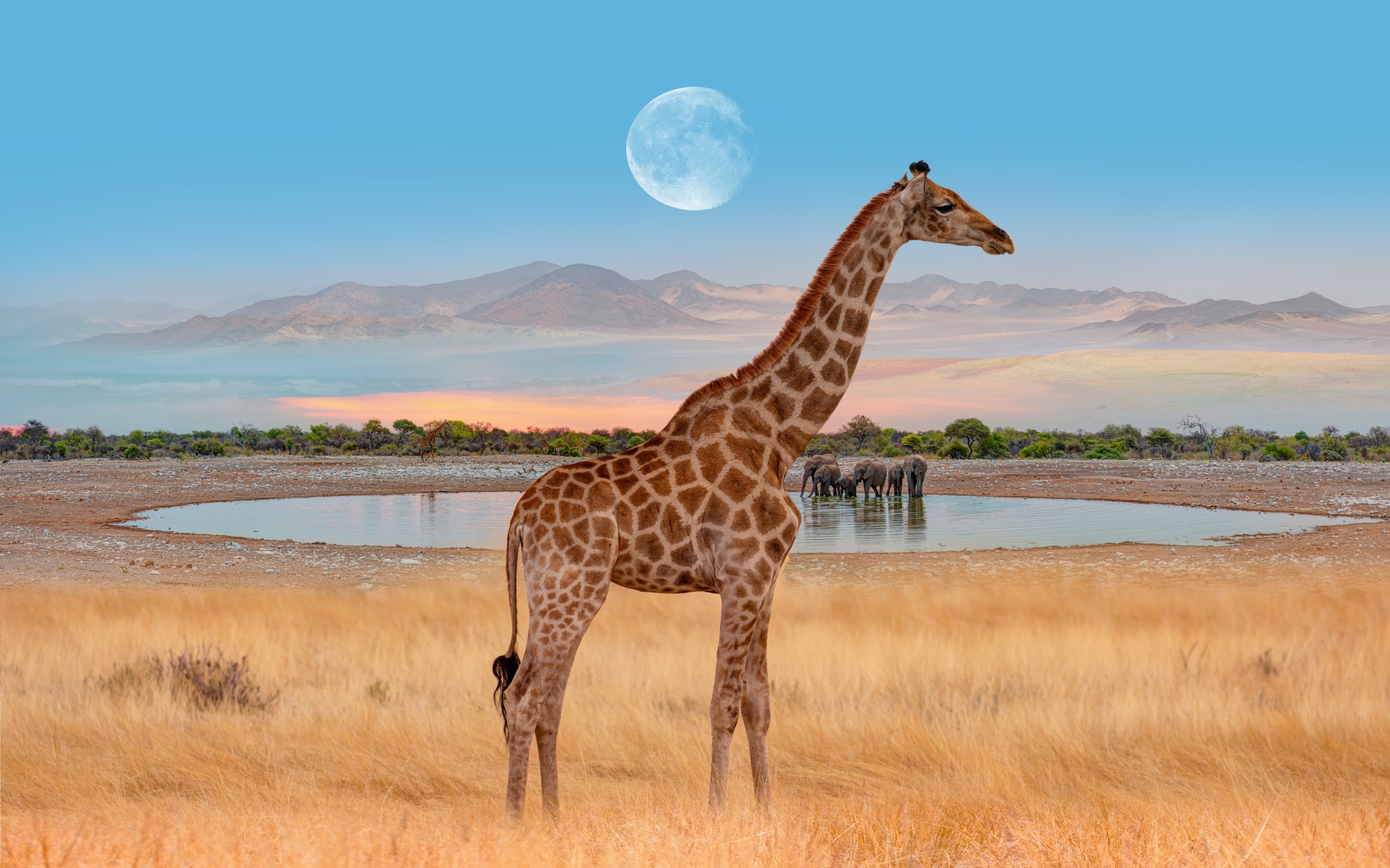 World Giraffe Day shines a light on a silent decline