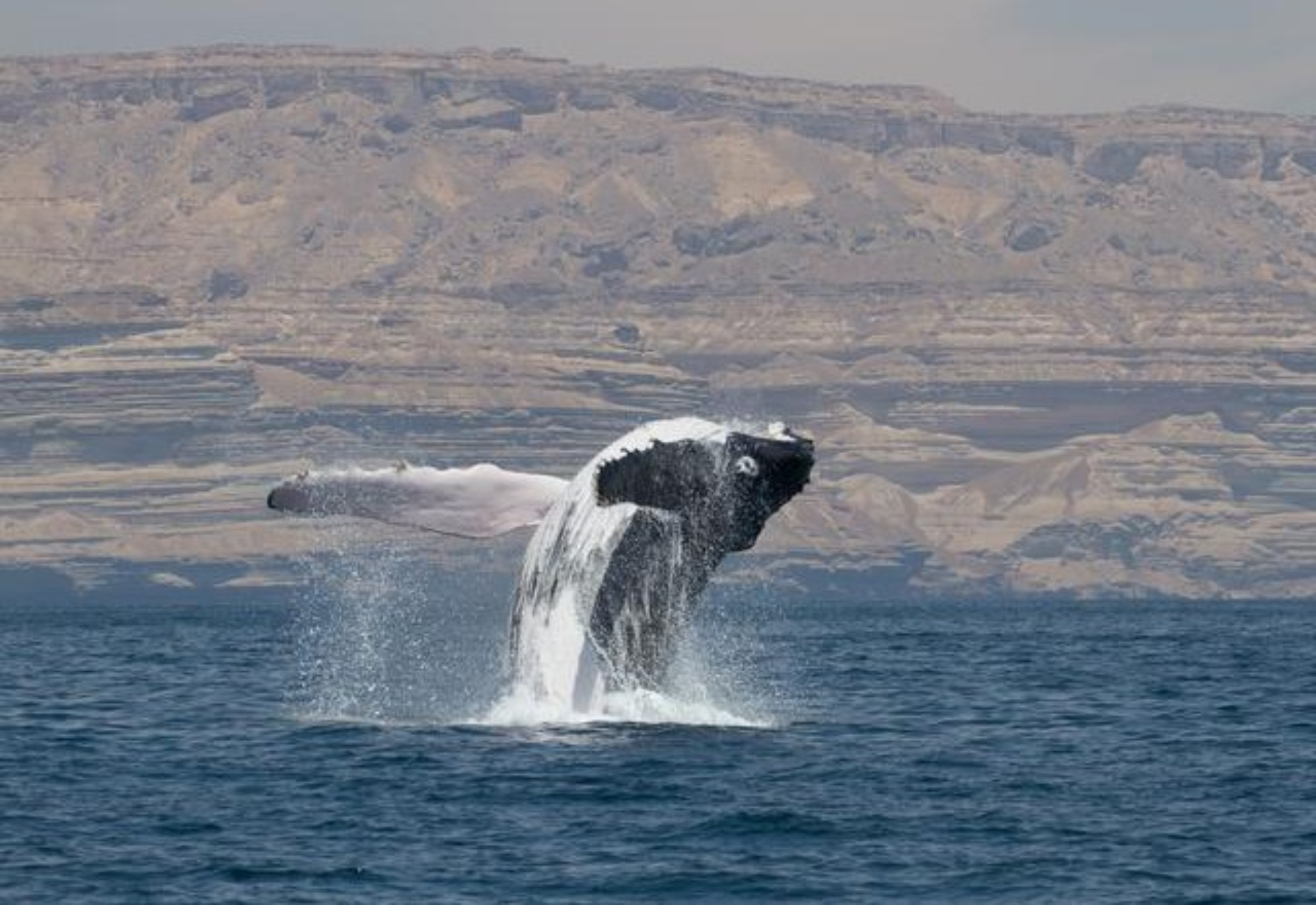 Rare humpback whales have a secret life in the Arabian Sea