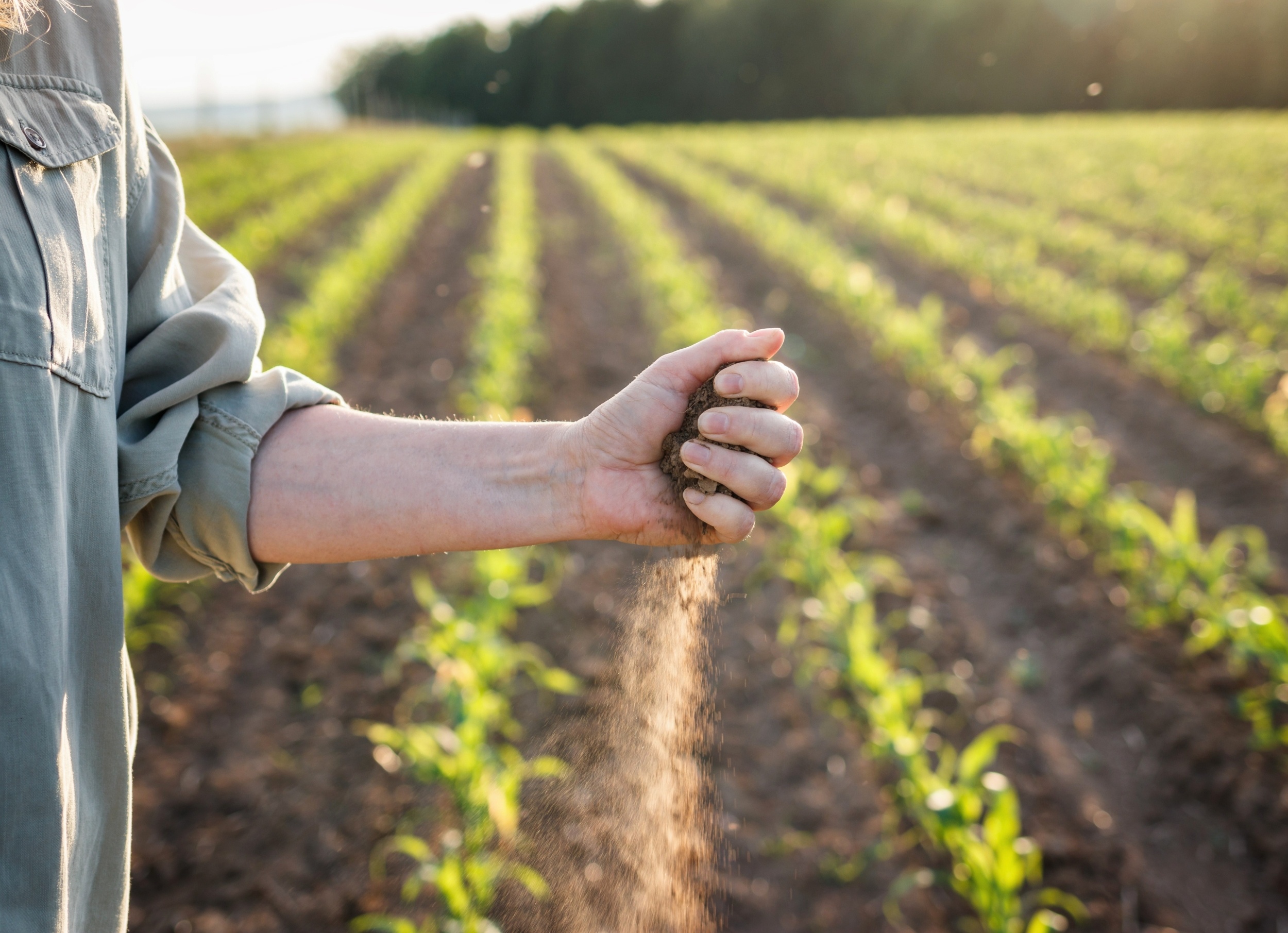 Hidden soil phosphorus may be key to future food security