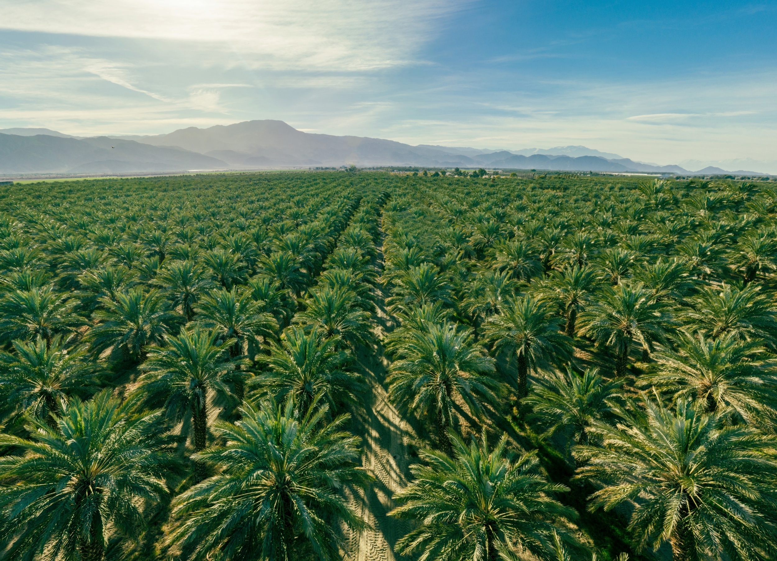 Three everyday oils are driving a global biodiversity crisis