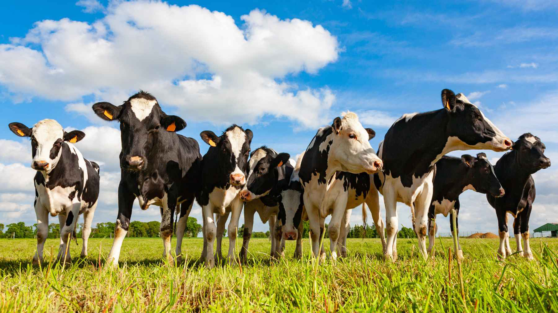 Bird flu found a surprising weakness inside dairy cows