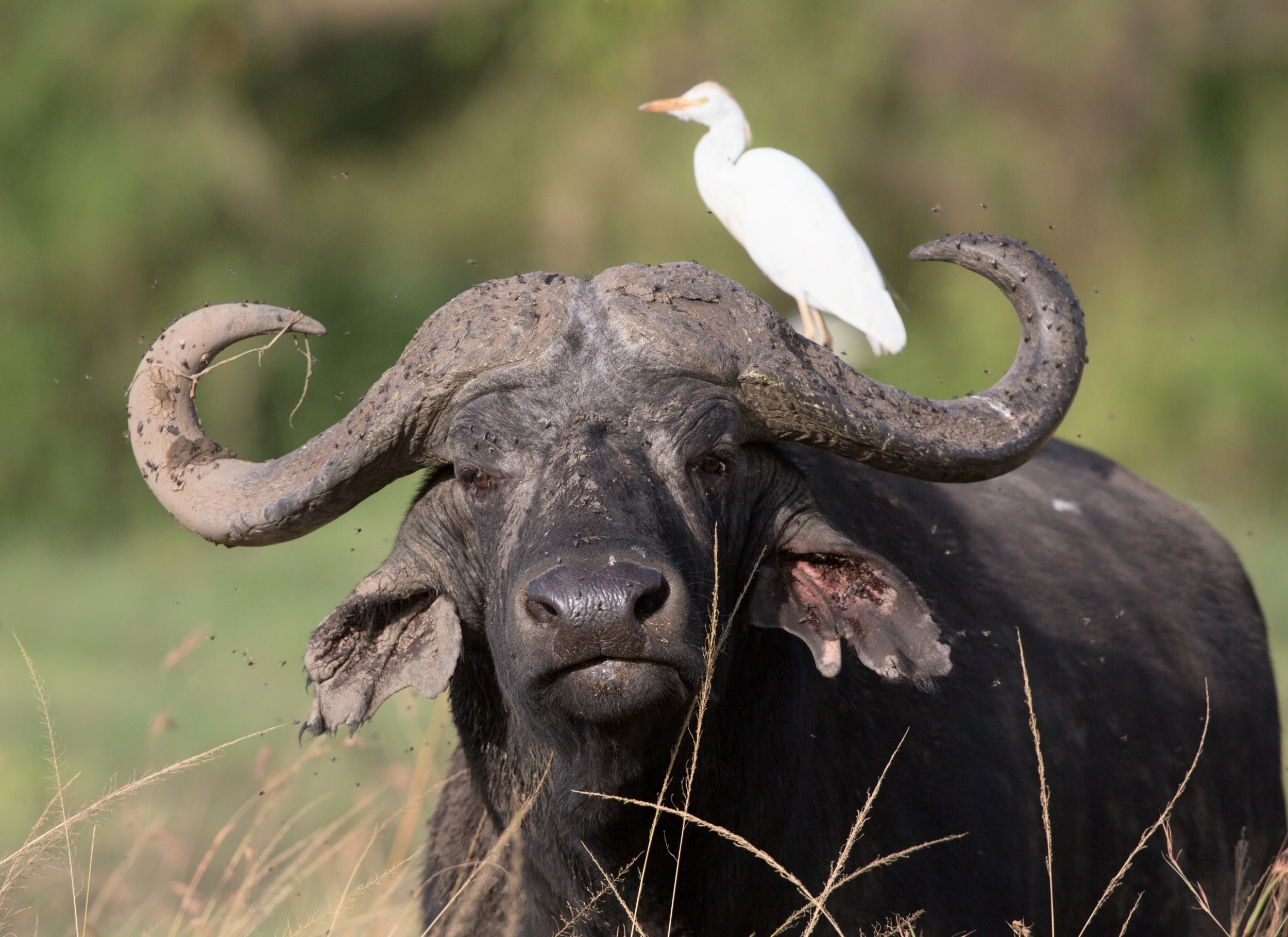 How animals form partnerships across species