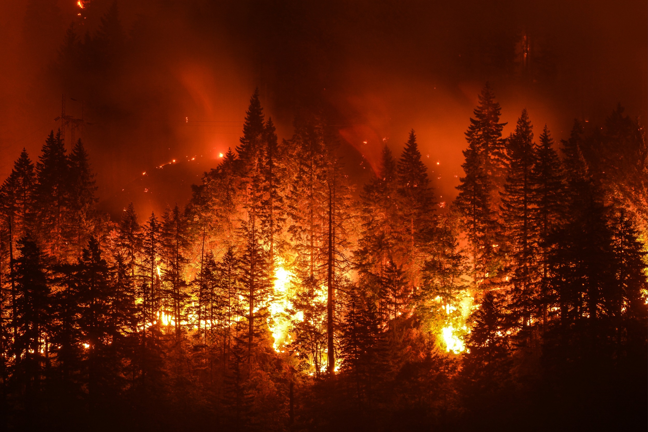 Forest-killing wildfires now dominate California's landscape