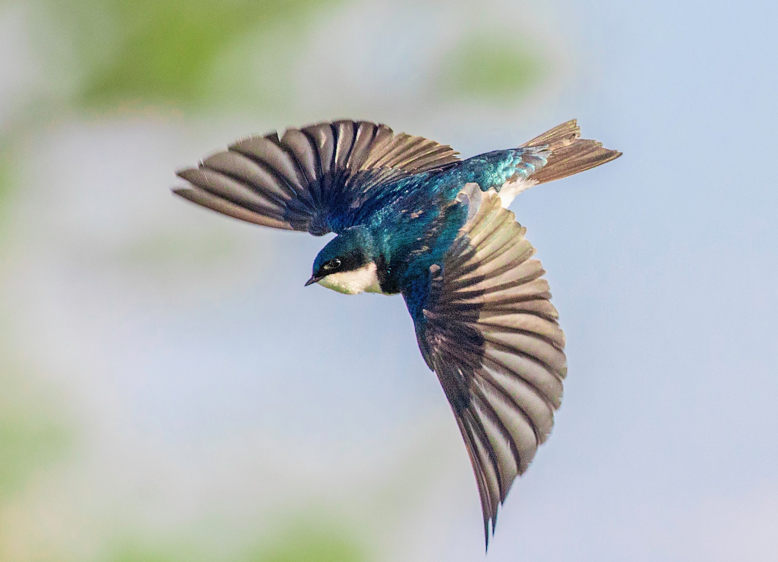 Tree swallows are shrinking as insect numbers collapse