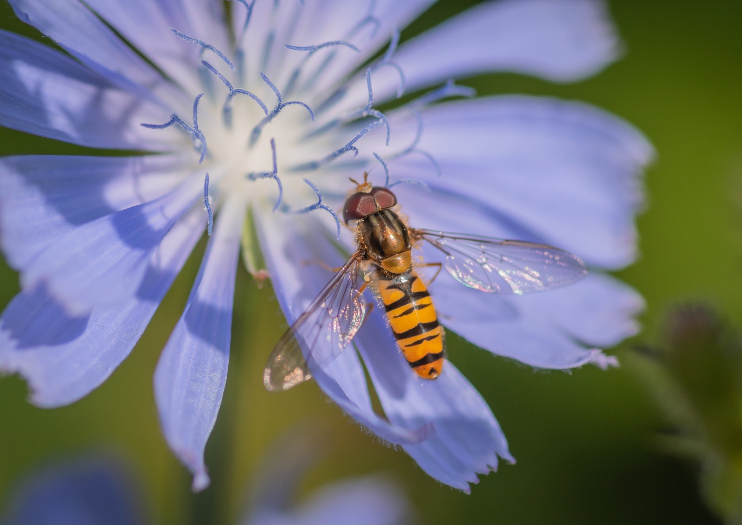 Wild pollinators are disappearing - and food security could be next