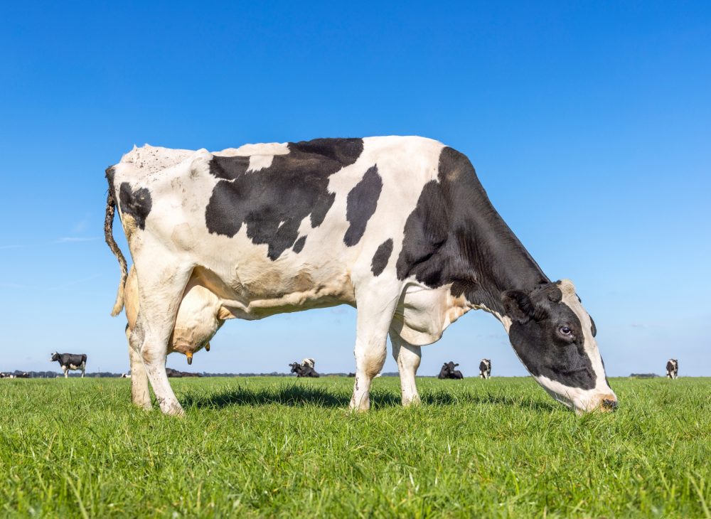 Bird flu targets dairy cows in a surprising place