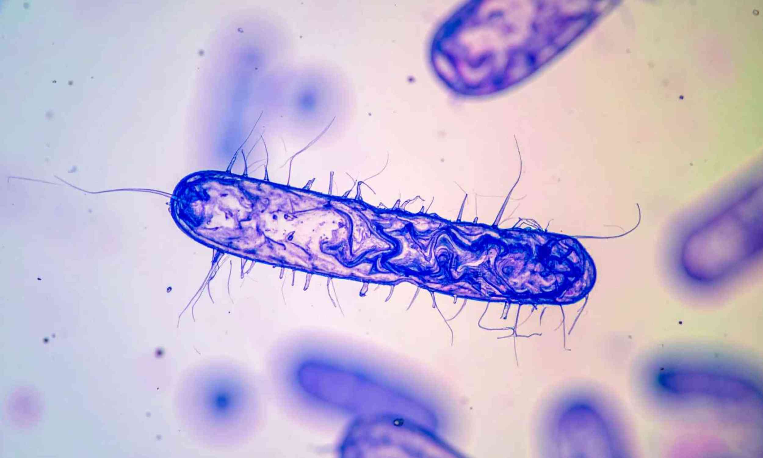 New antibiotic targets a hidden weak spot in drug-resistant bacteria