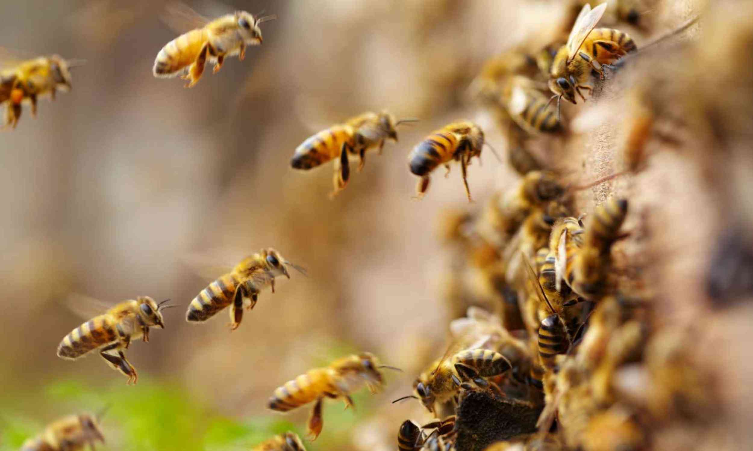 Scientists found that bees’ tiny homes may decide their future in extreme heat