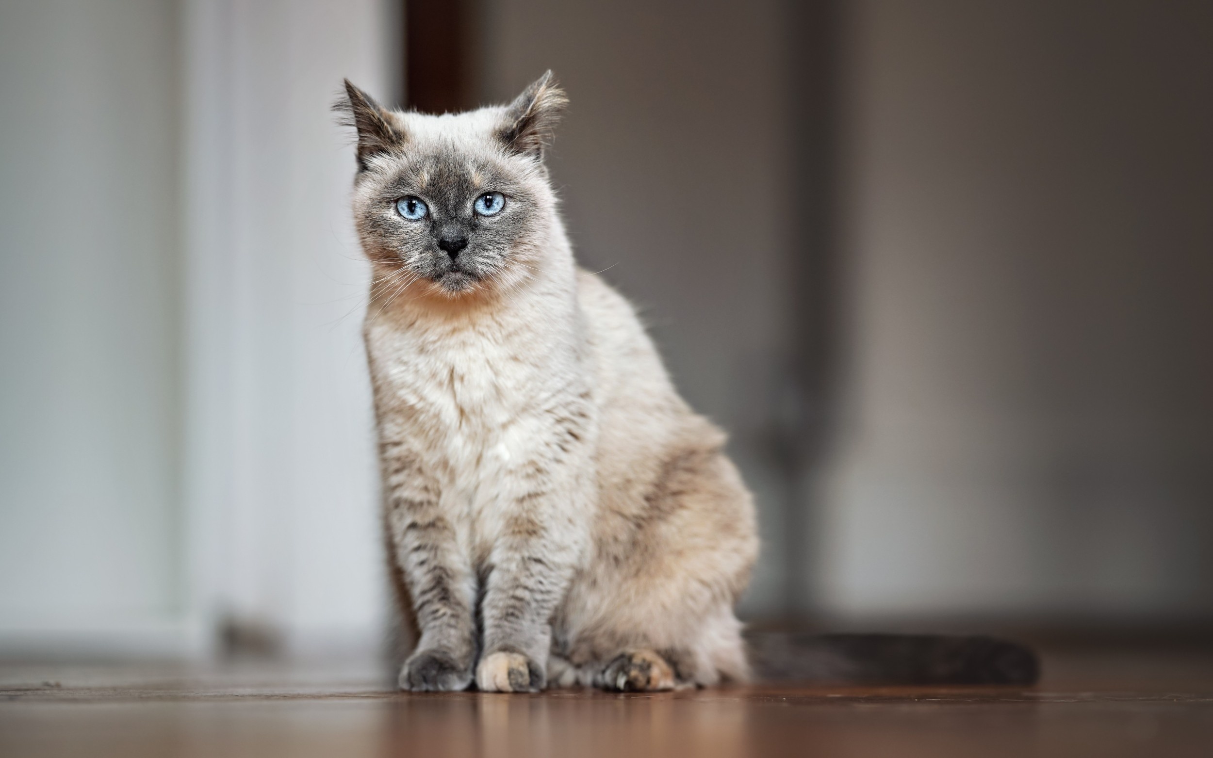 Aging cats may hold clues to human brain diseases