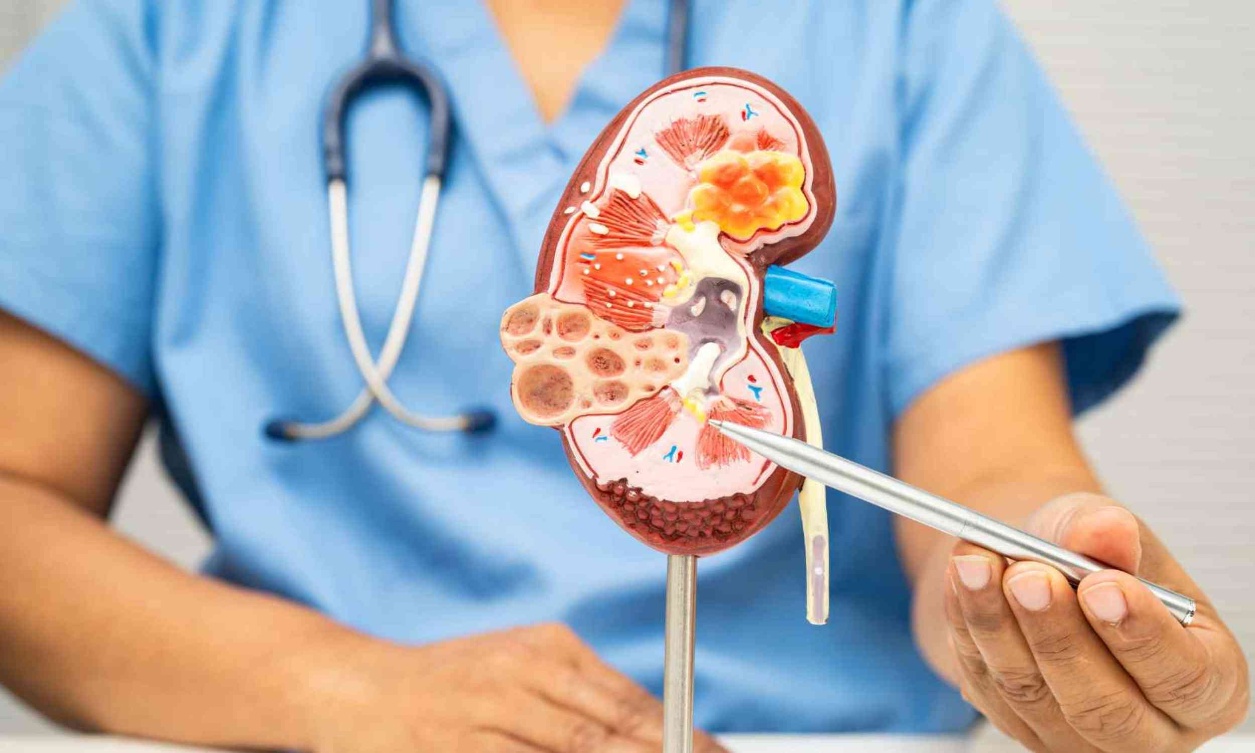 Damaged kidneys may stop their own healing, but scientists found a way to release the brake