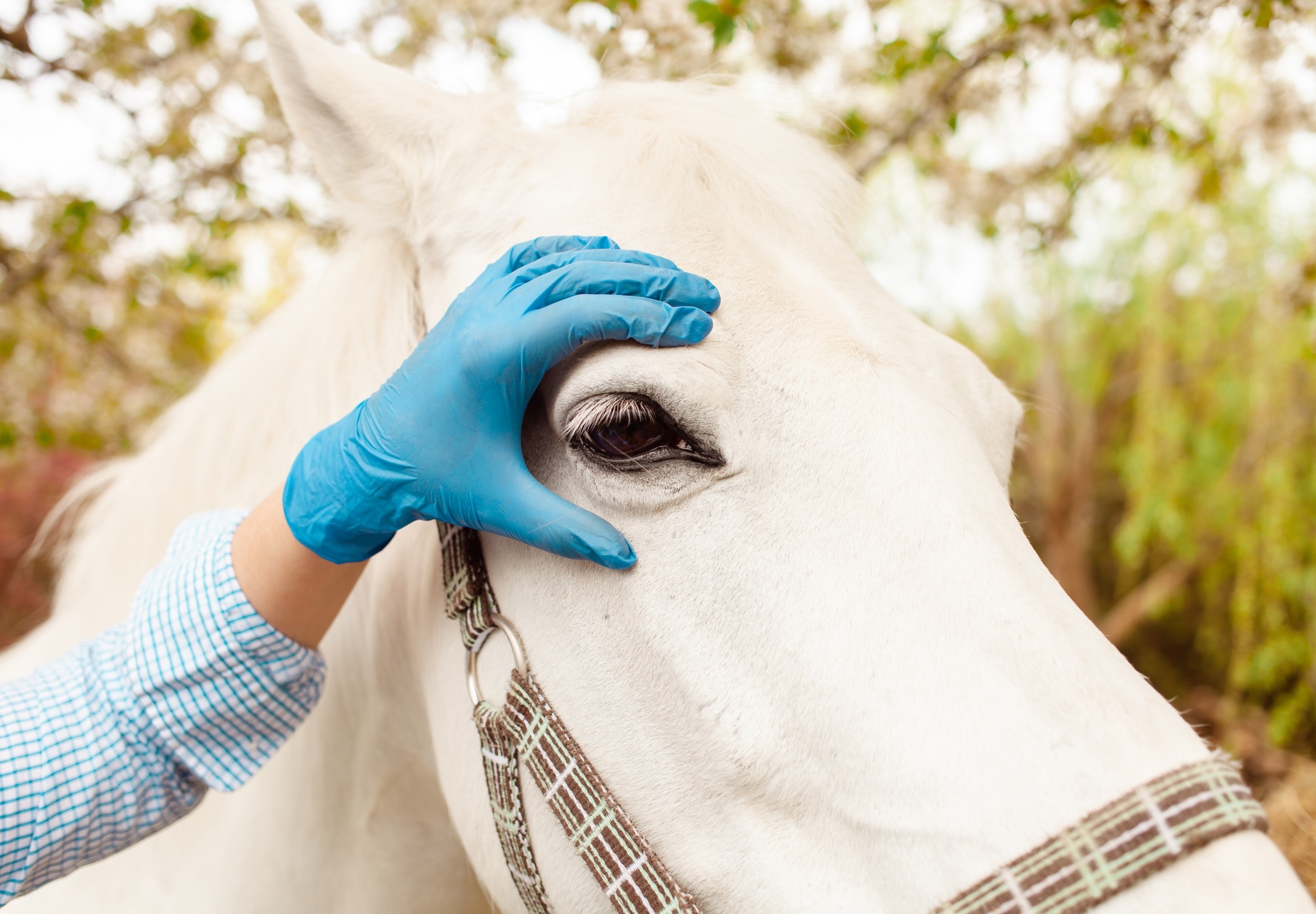 Eye infections in pets are getting harder to cure