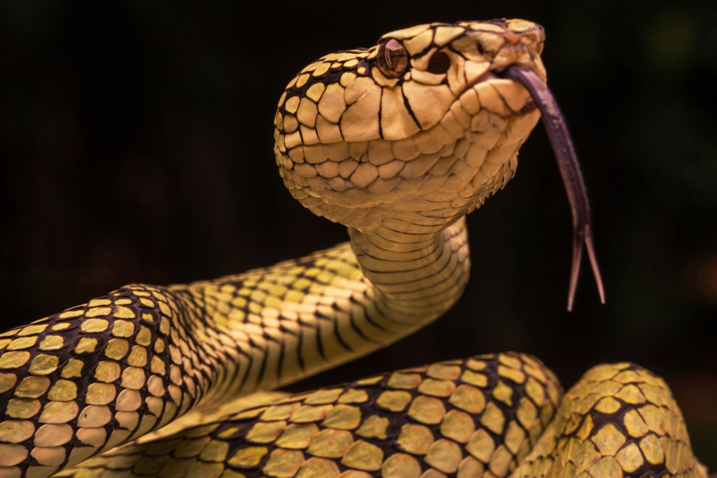Snakes erased a gene that controls hunger
