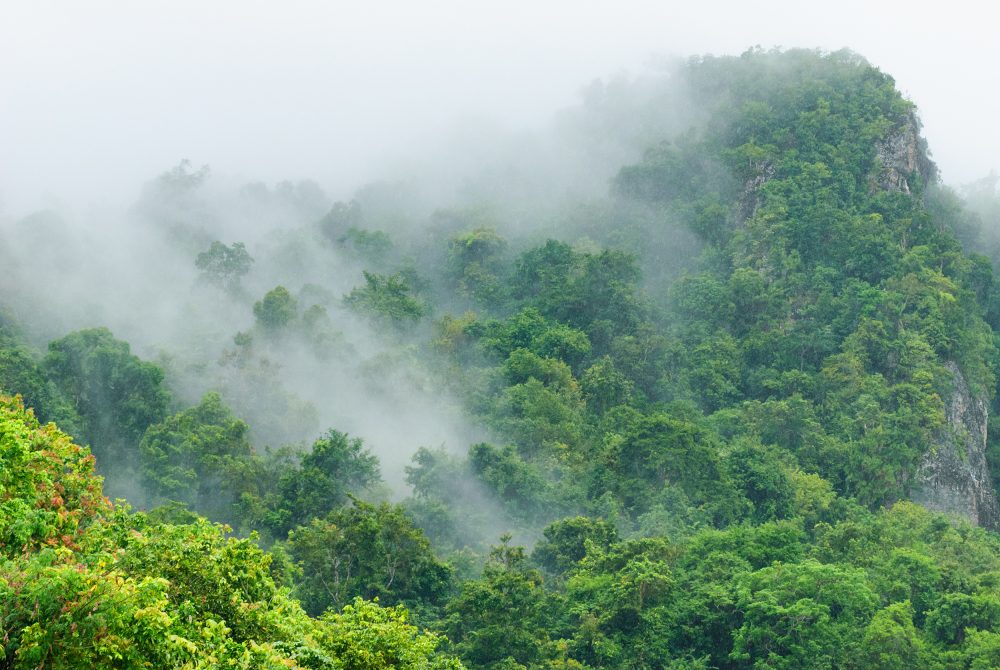 Tropical forests are absorbing far less carbon than we thought