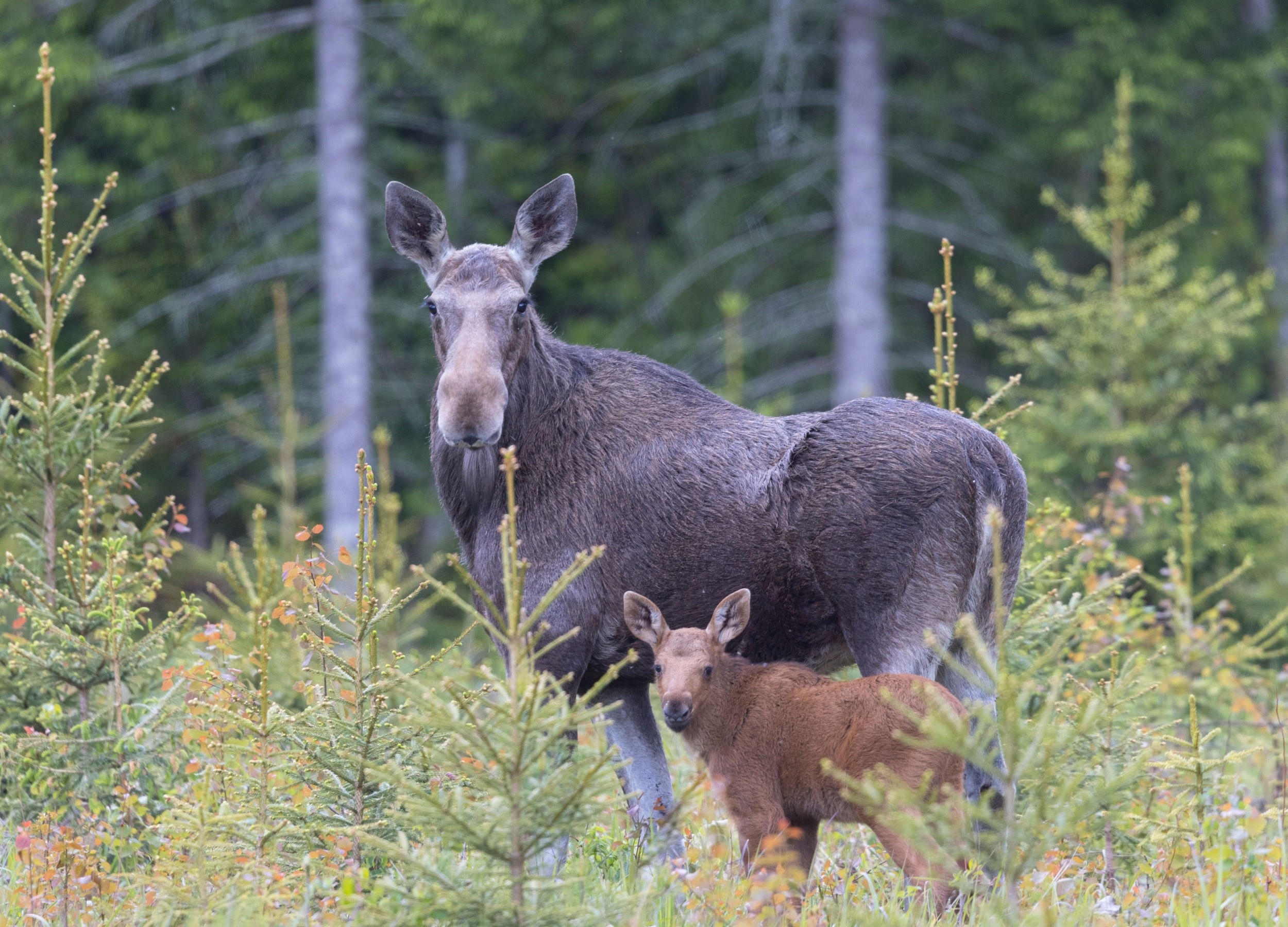 Colorado's moose have been hiding a surprising secret
