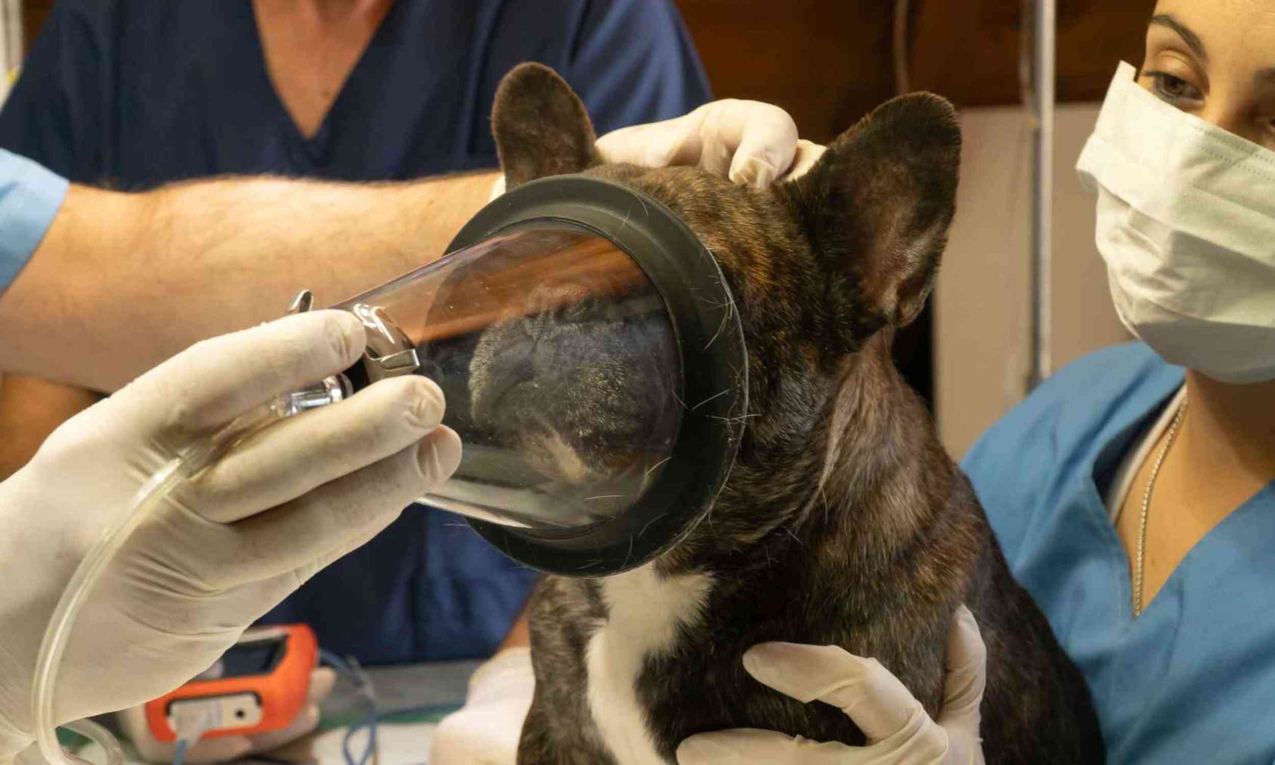 Routine anesthesia may carry a common risk for dogs