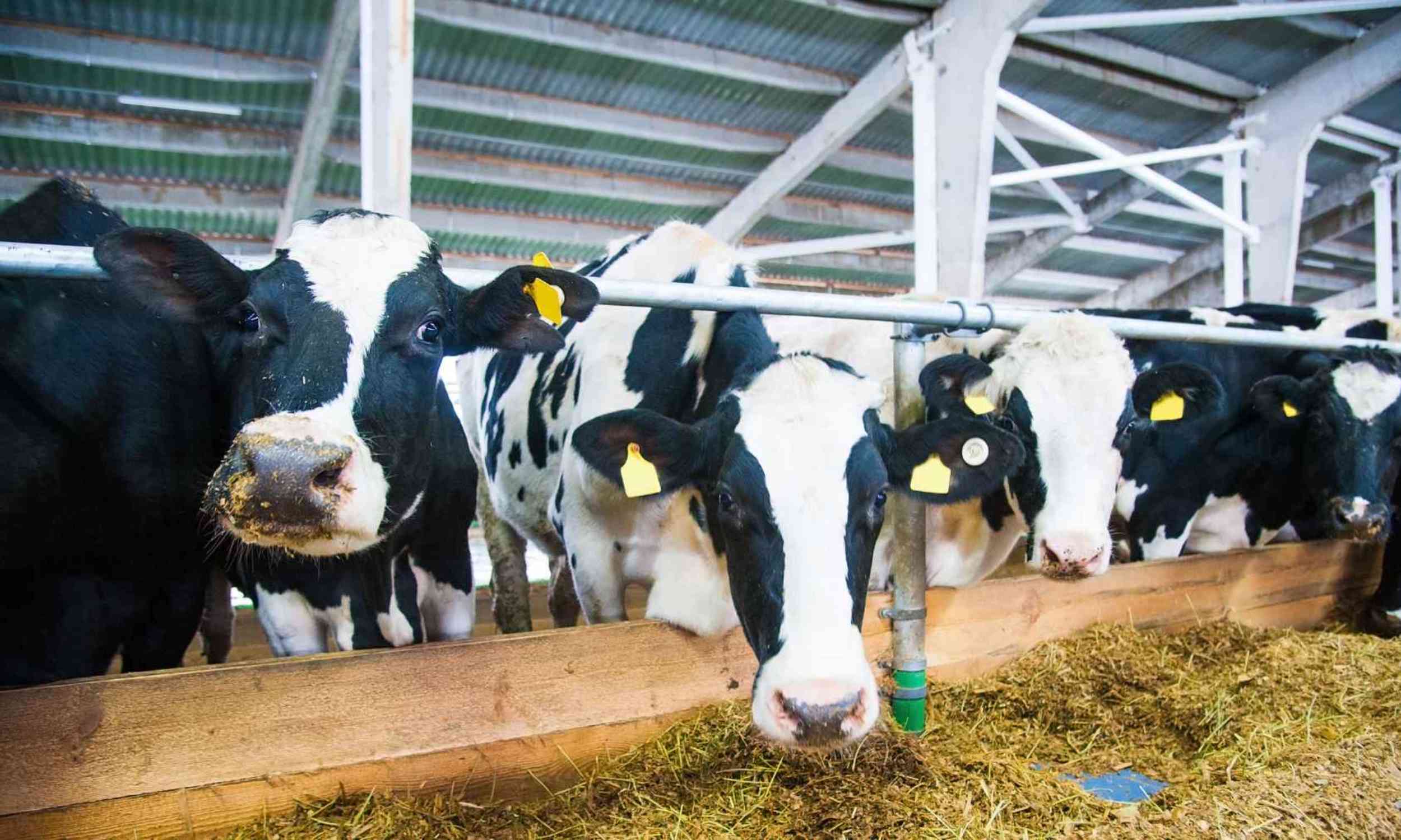 A small change in cow feed may cut the methane footprint hidden in every glass of milk