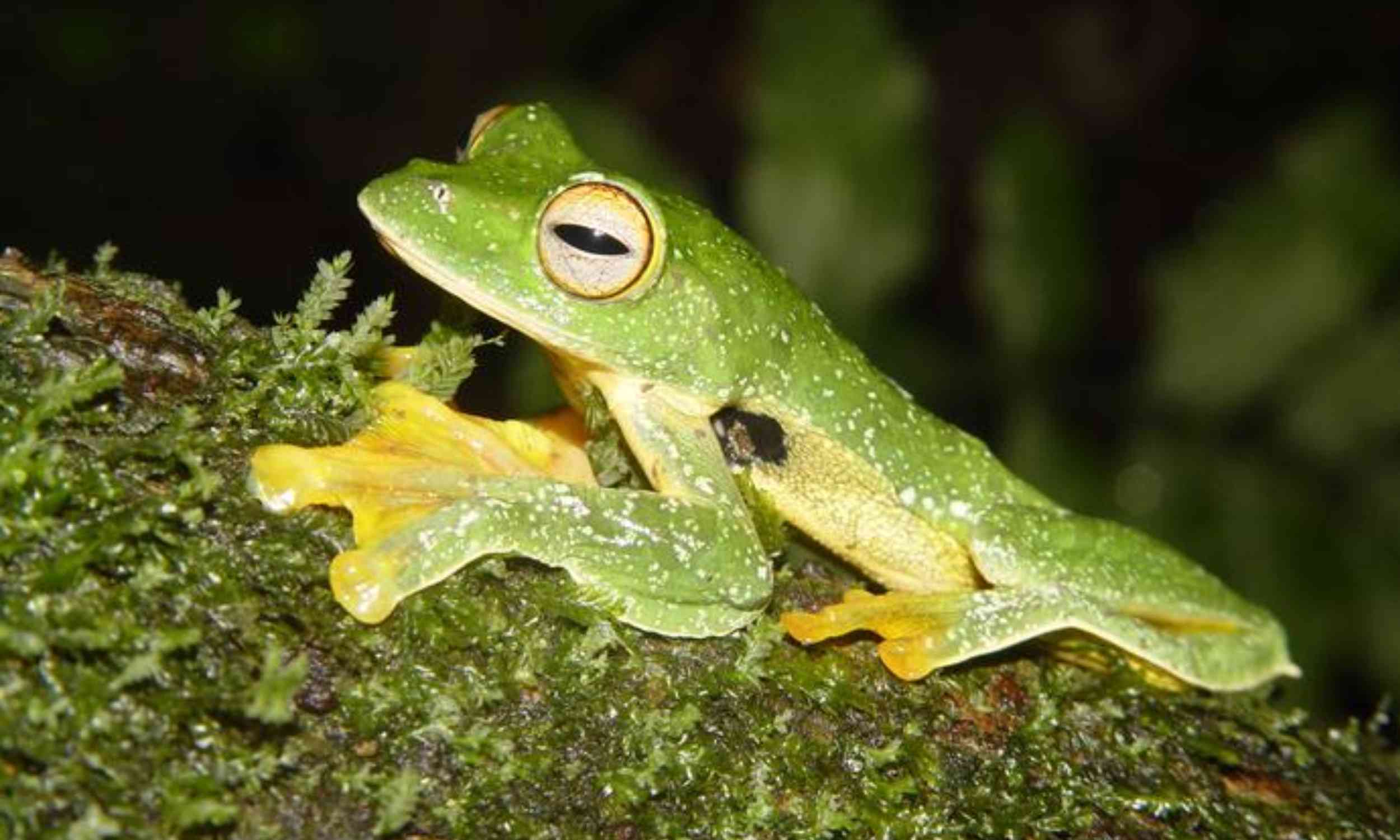Species are disappearing faster in places that scientists considered safer