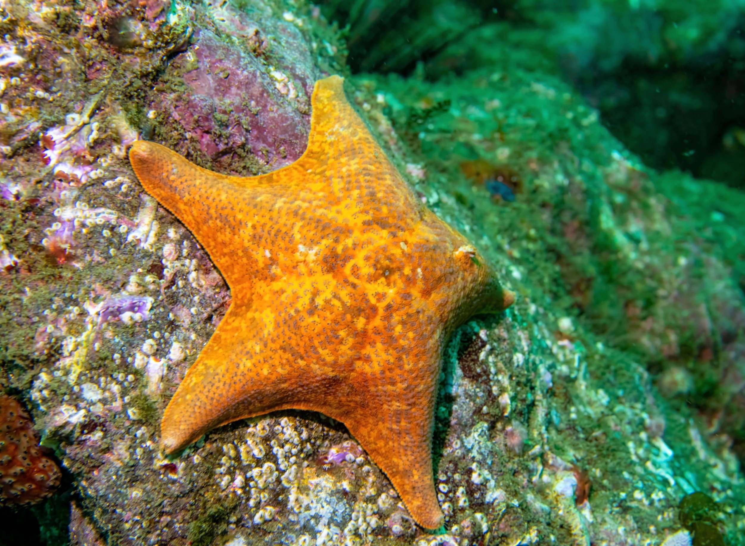 Sea stars may hold the secret to lifelong fertility