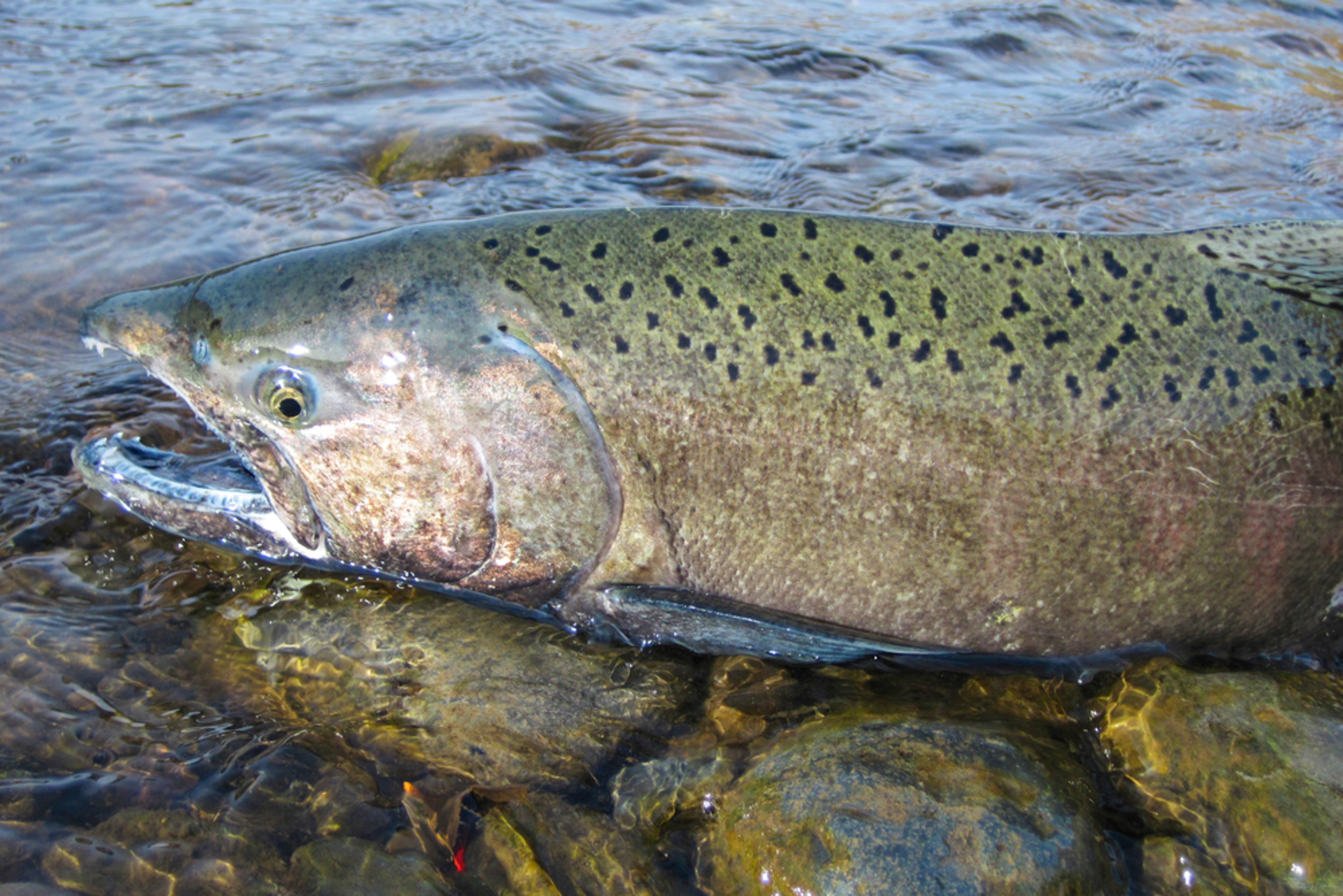 Light pollution could help salmon move safely