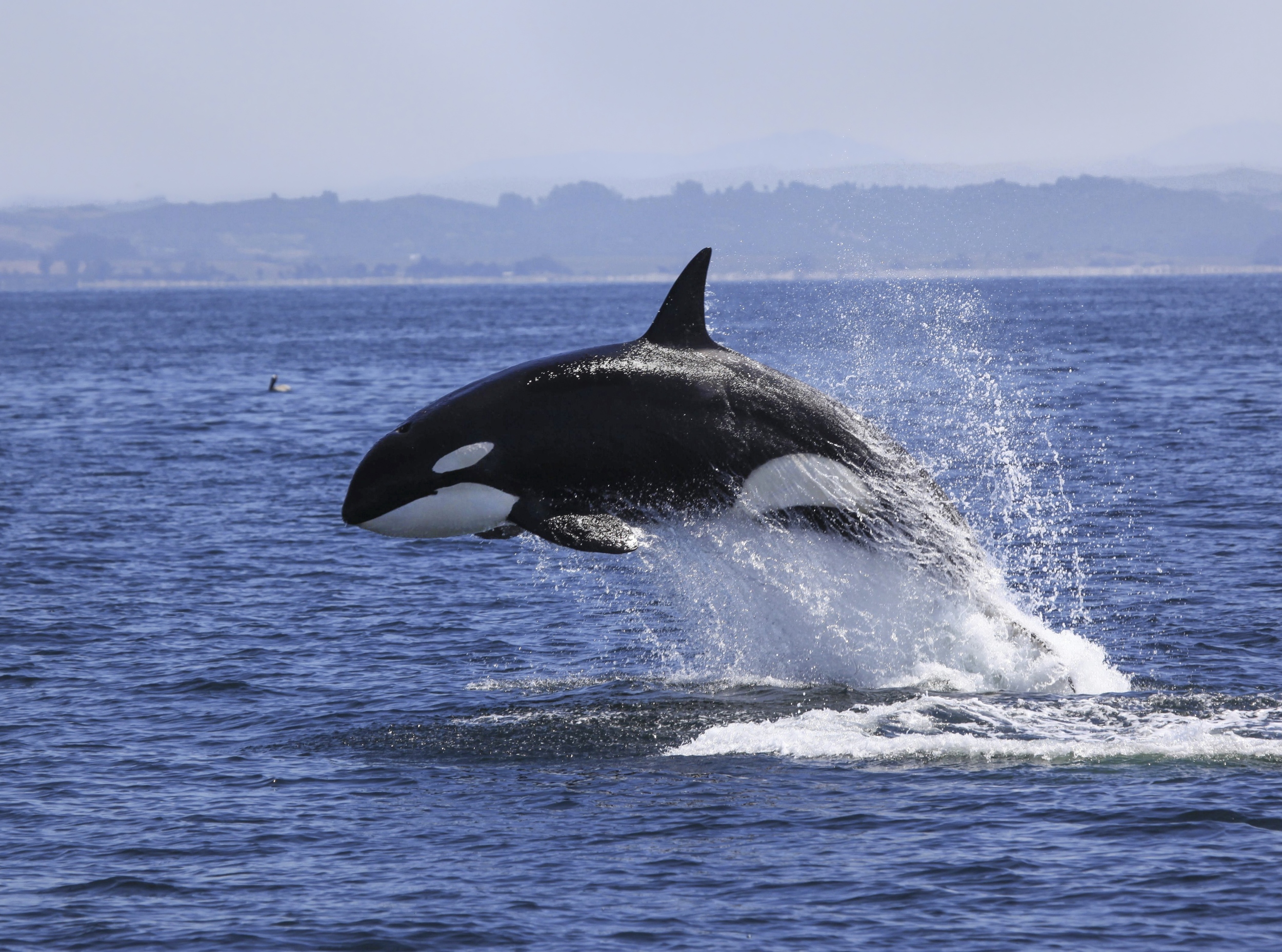 Washington's killer whales are changing in an unexpected way