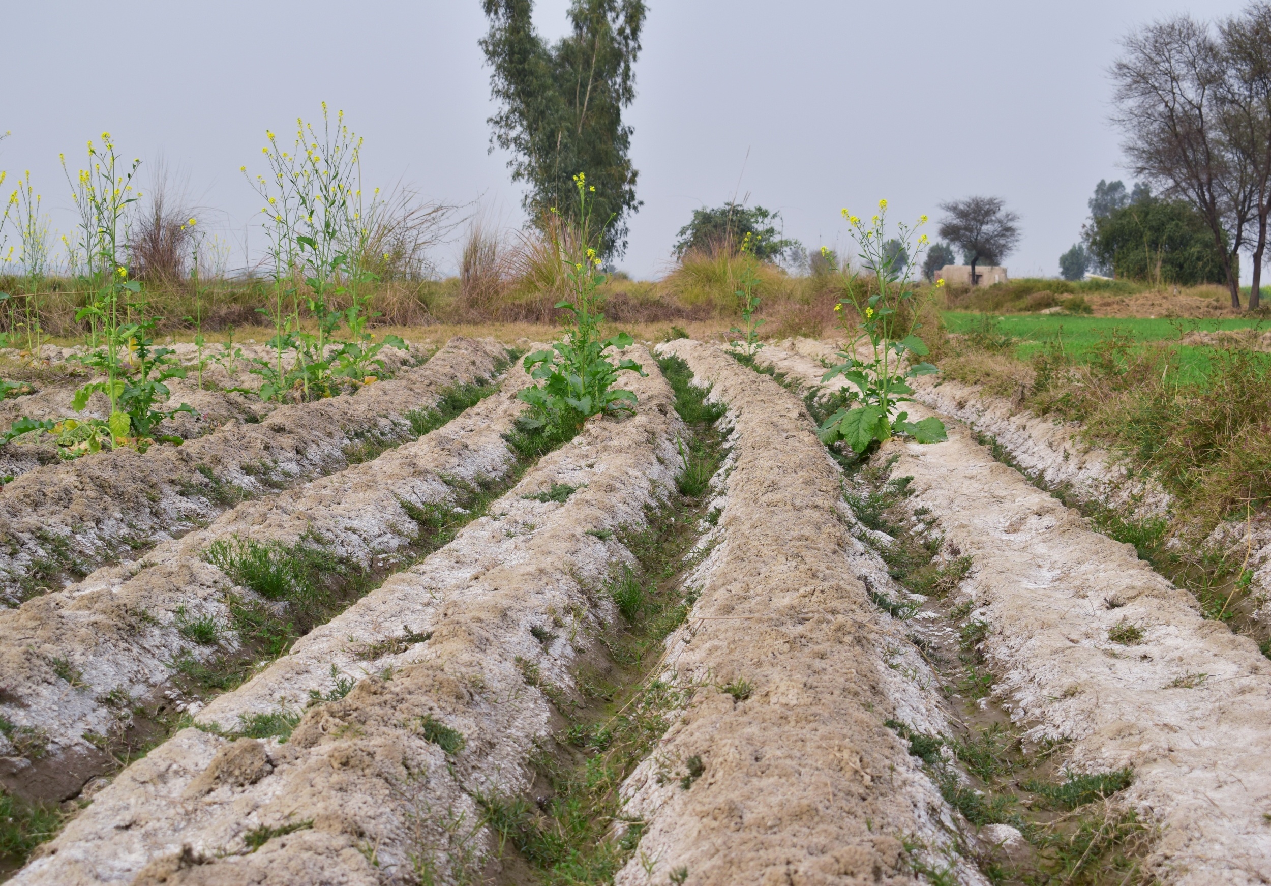 Soil bacteria could save crops from a growing salt crisis
