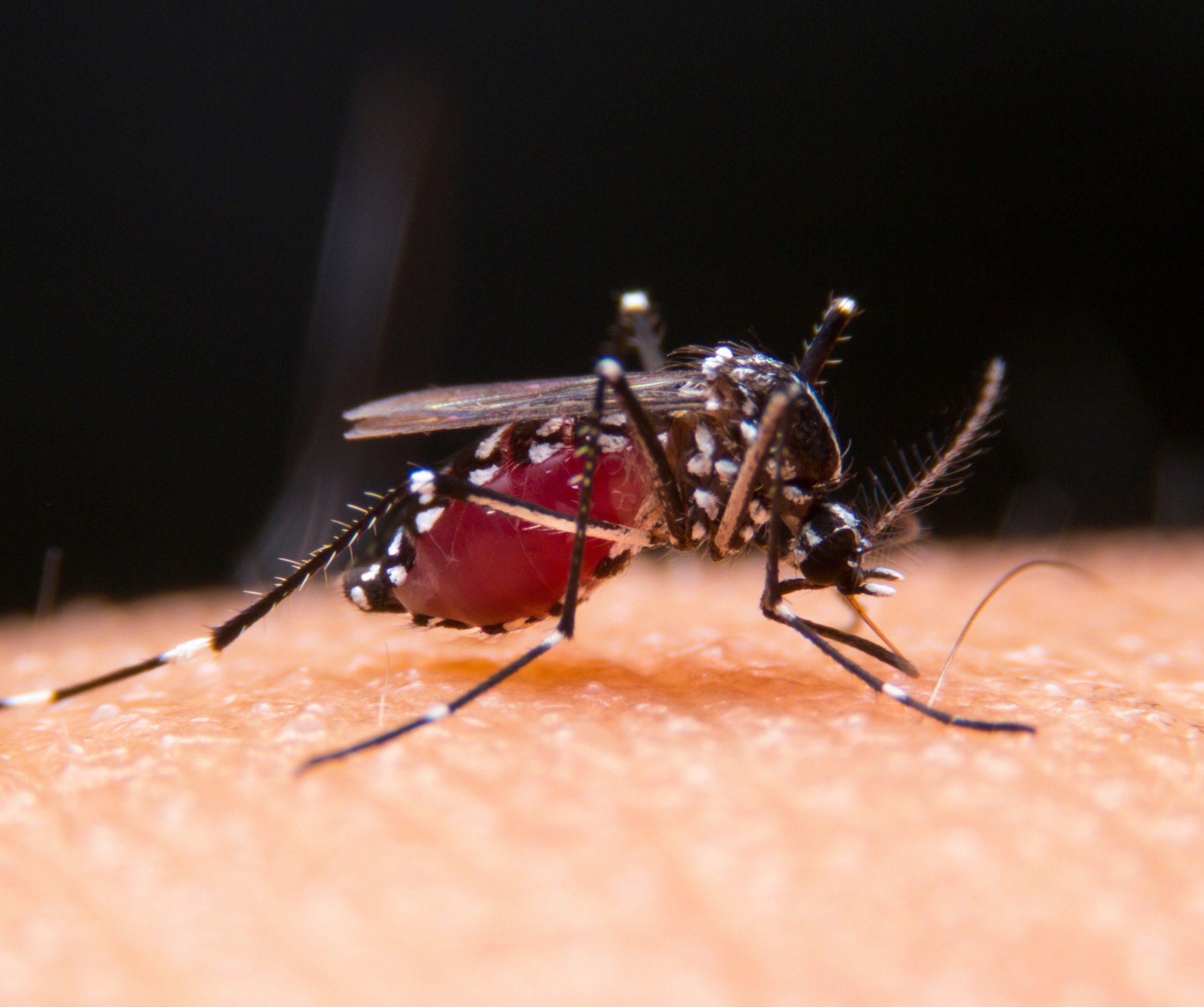 Why mosquitoes never get sick from the deadly viruses they spread