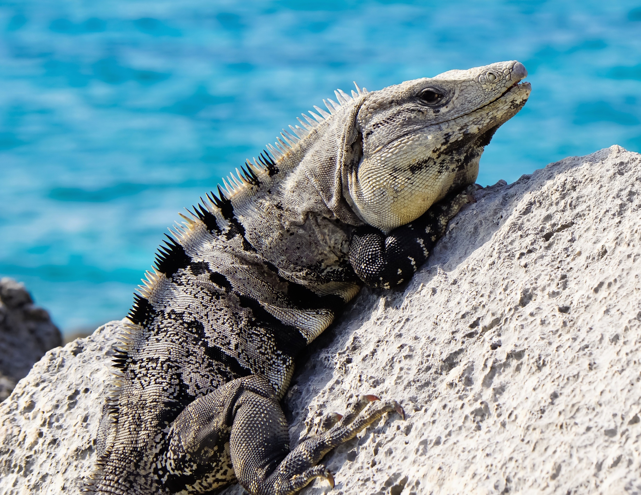 Early warning signs reveal species heading toward extinction