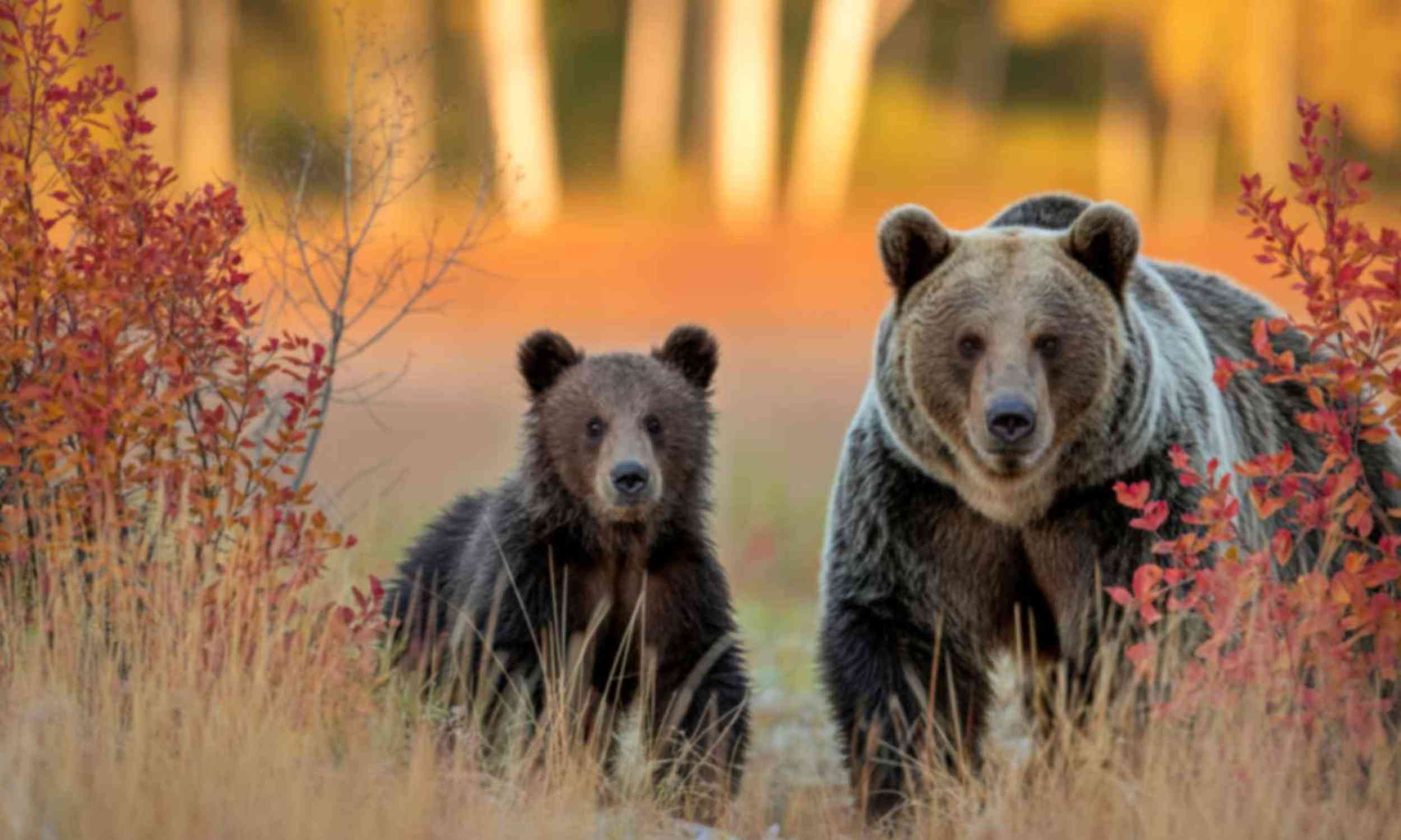 Scientists tracked Yellowstone animals and found an unexpected pattern in how they share space