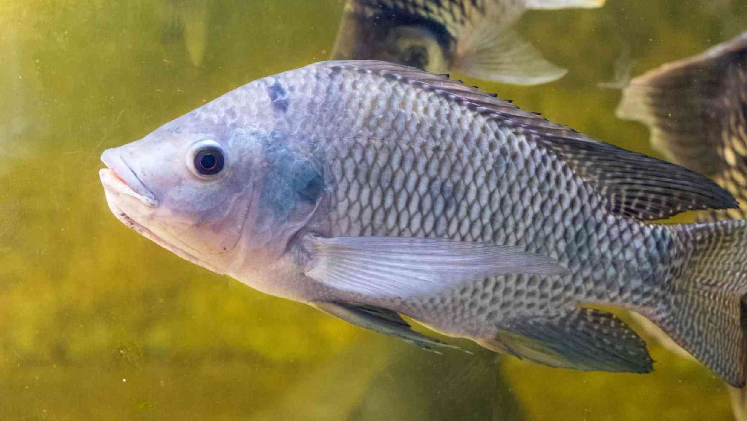 The secret to some fish invasions may be hiding in what they eat