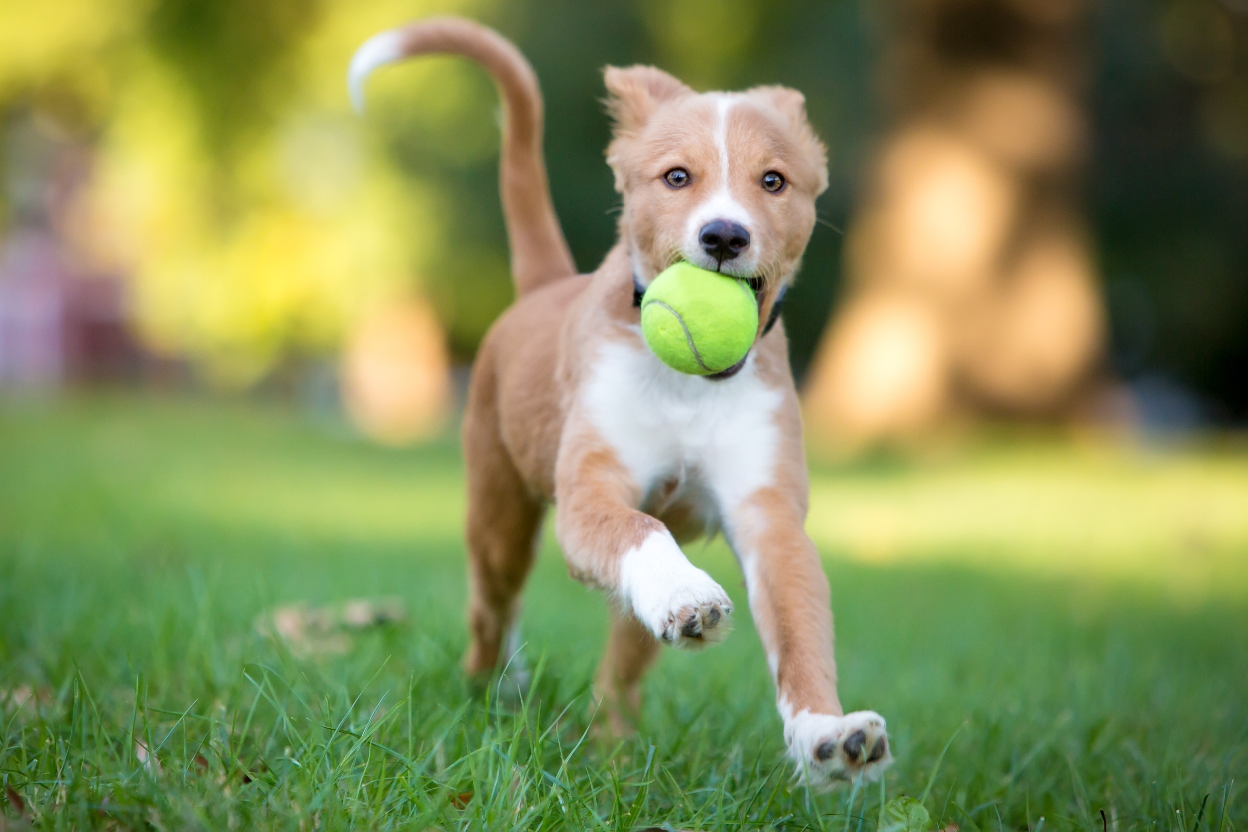 Family dogs could help unlock new autism treatments