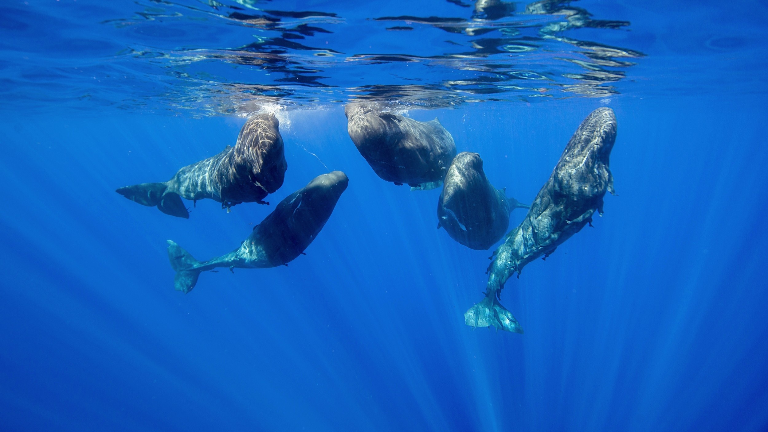 Sperm whales are developing new dialects in the Mediterranean Sea