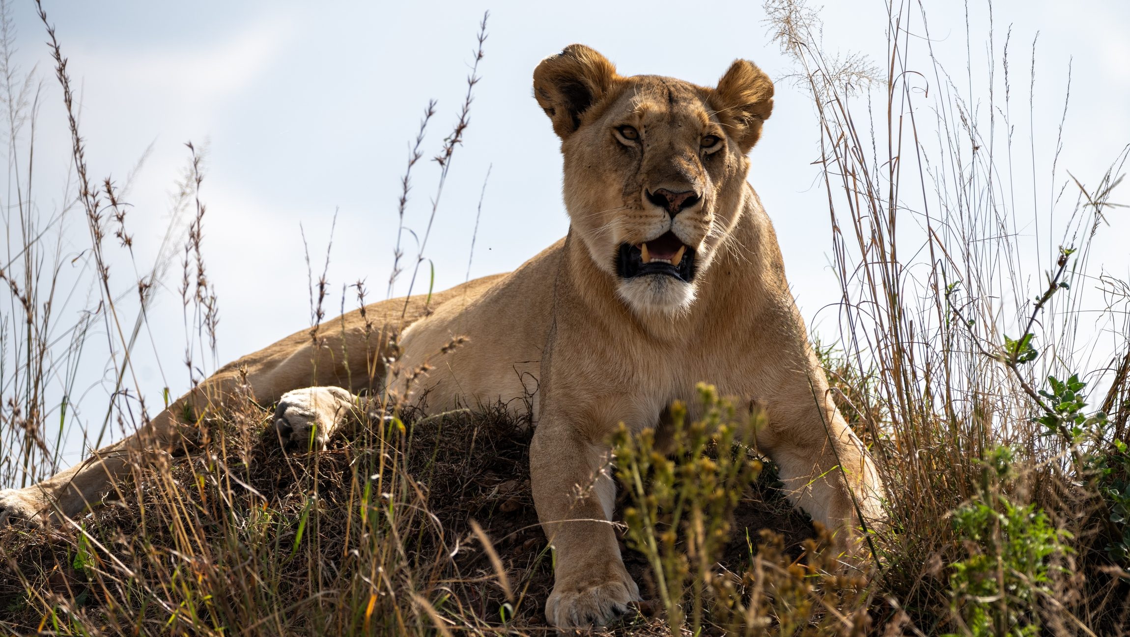 Camera traps may reveal a hidden map of Africa’s big carnivores