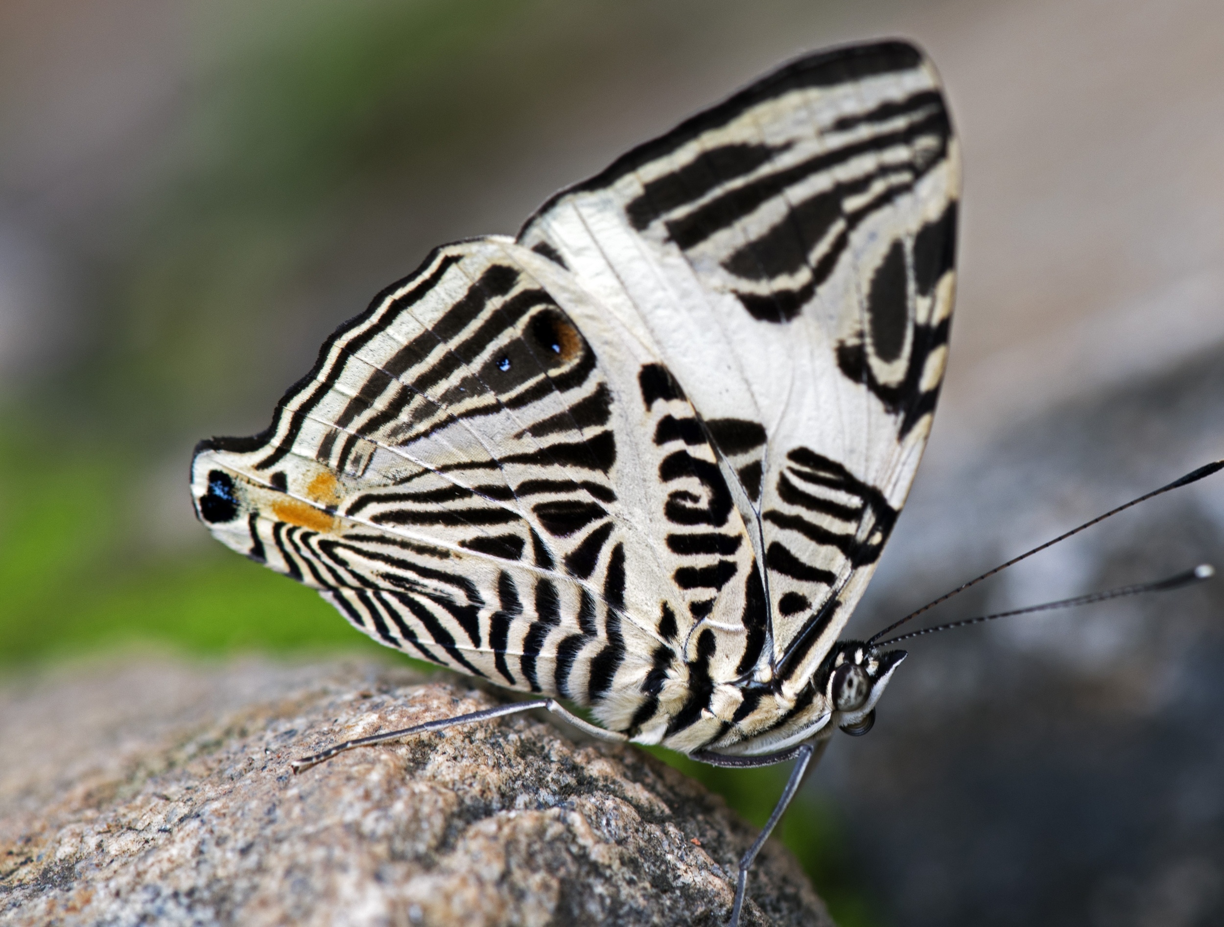 Common butterfly turns out to be three different species