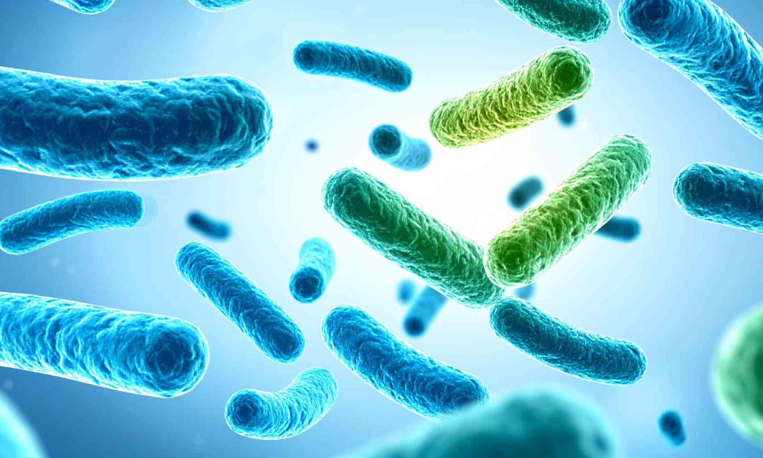 Scientists found that “good bacteria” are not all good in the same way