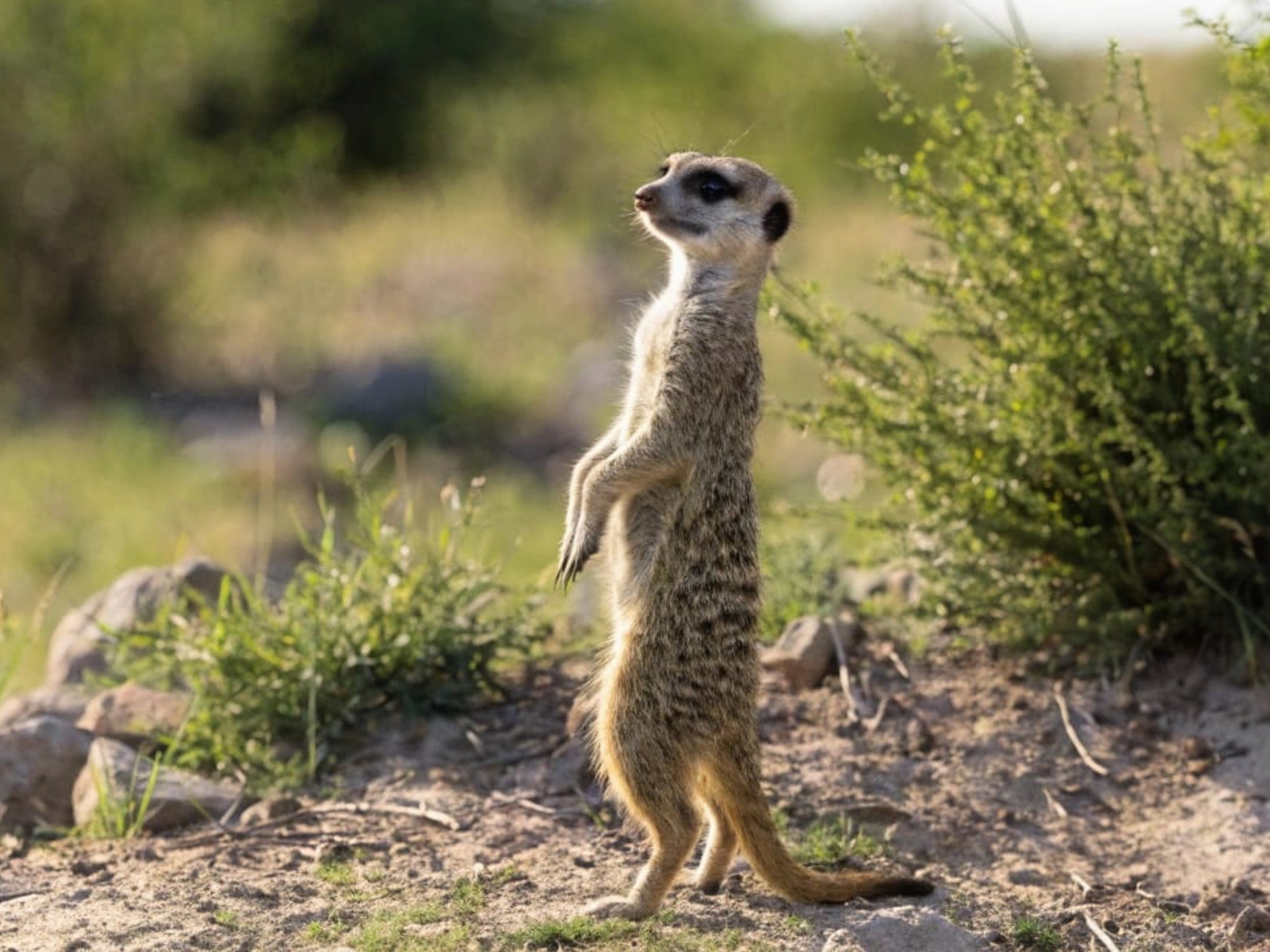 Making and breaking habits helps animals survive