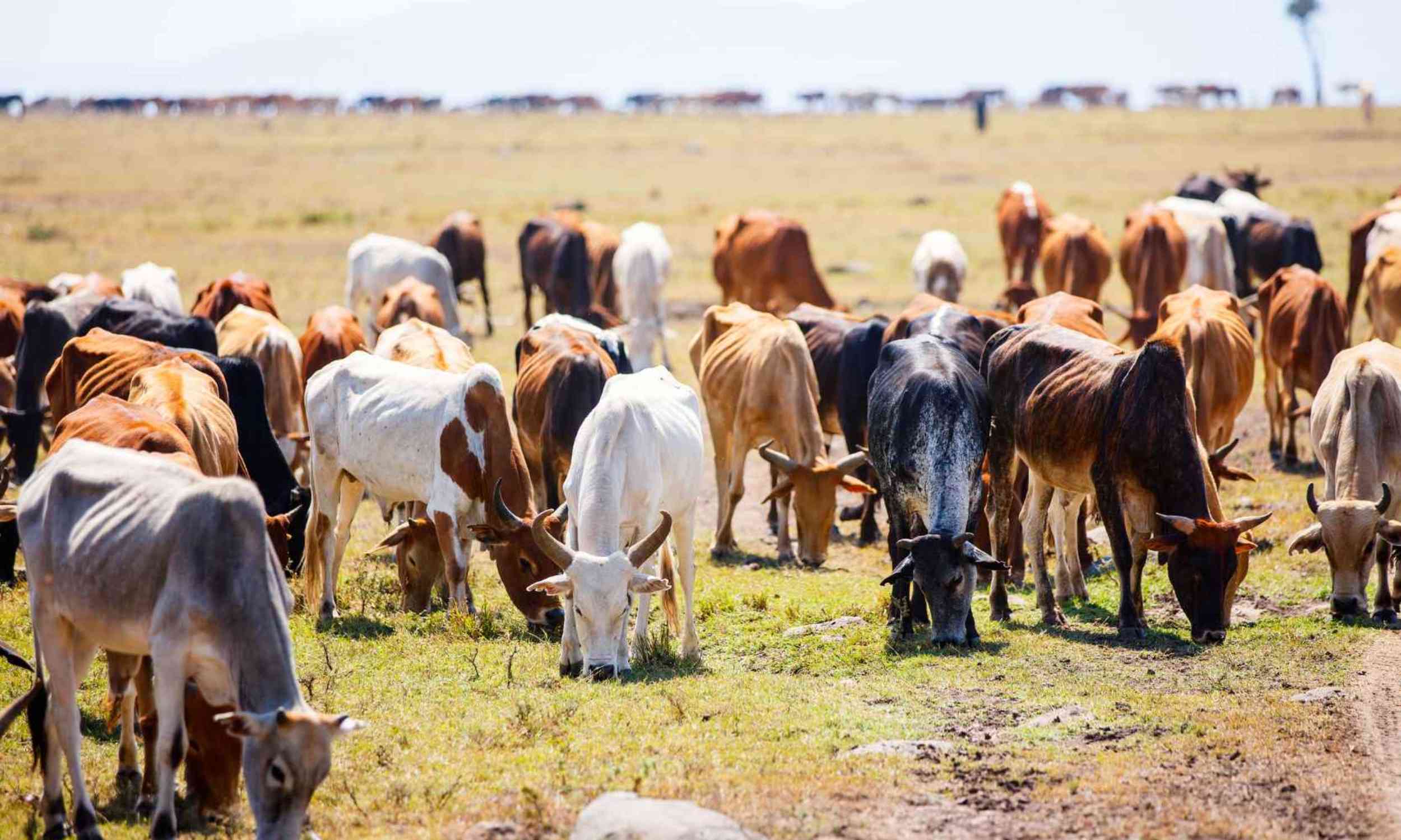 A hidden cattle disease may still be moving through the Middle East and North Africa