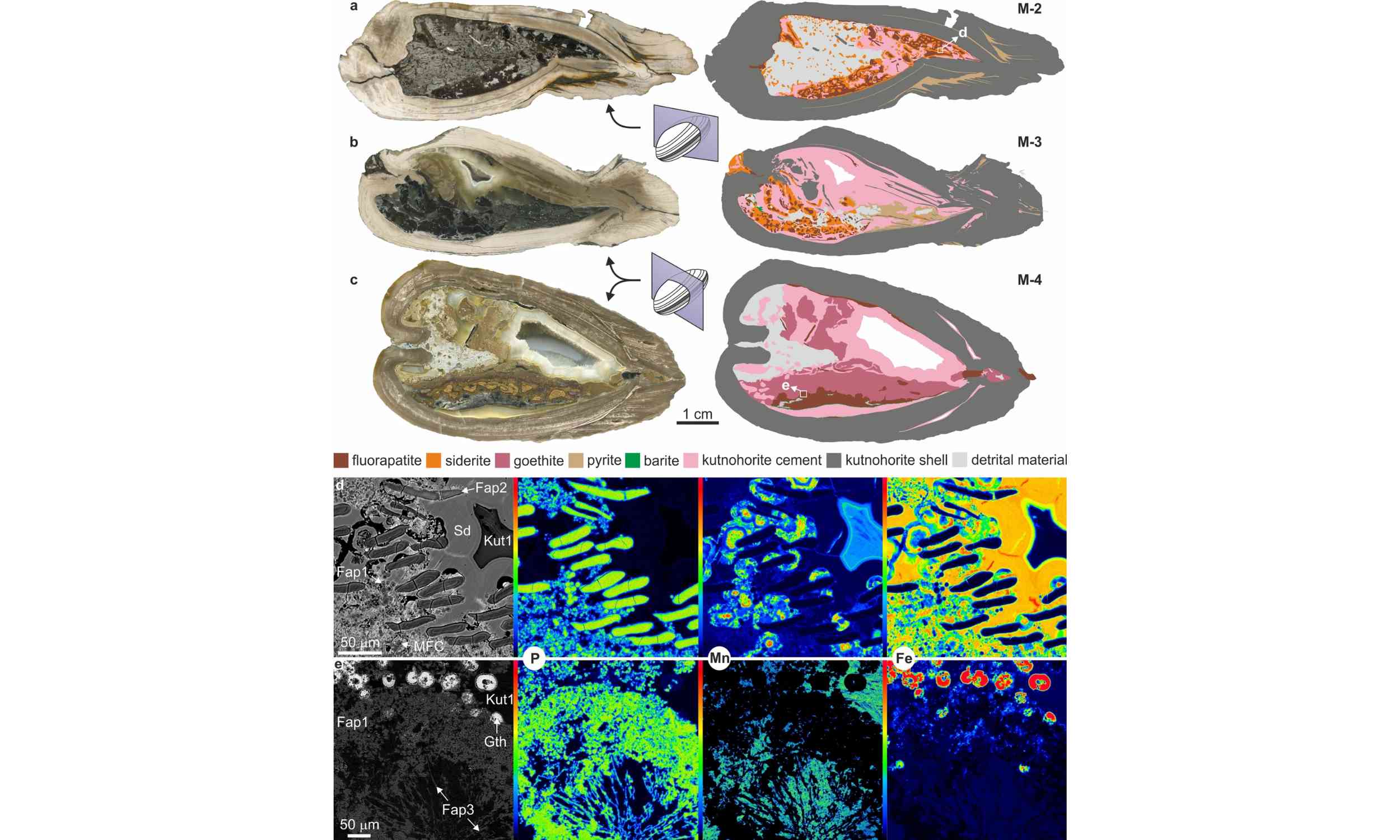 Scientists found fossil babies hidden inside a Cretaceous freshwater clam