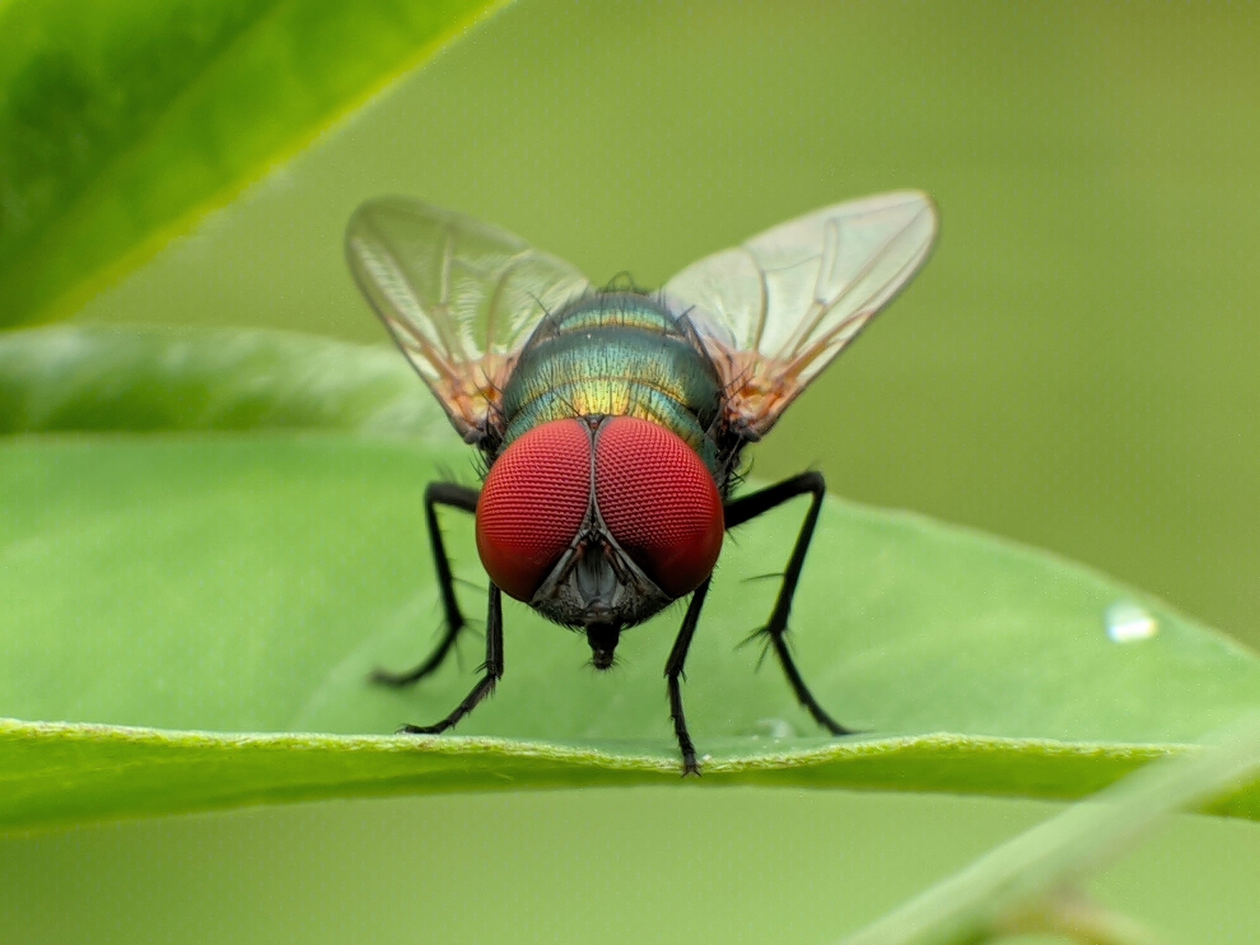 Colossal aims to erase one species and save thousands