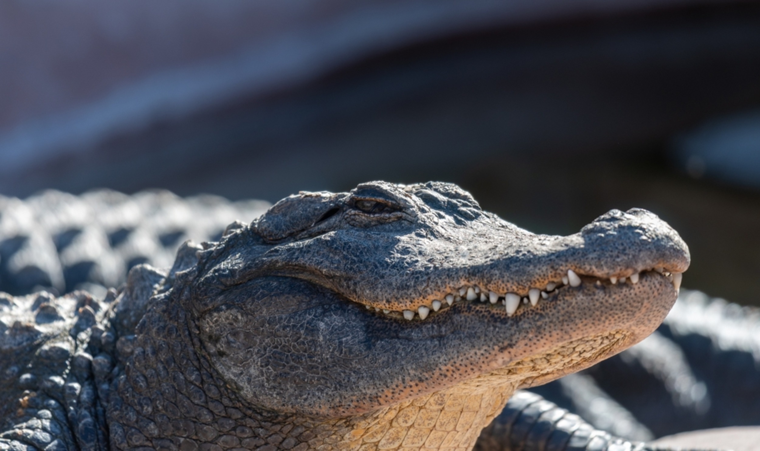 PFAS chemicals are disrupting alligator immune systems