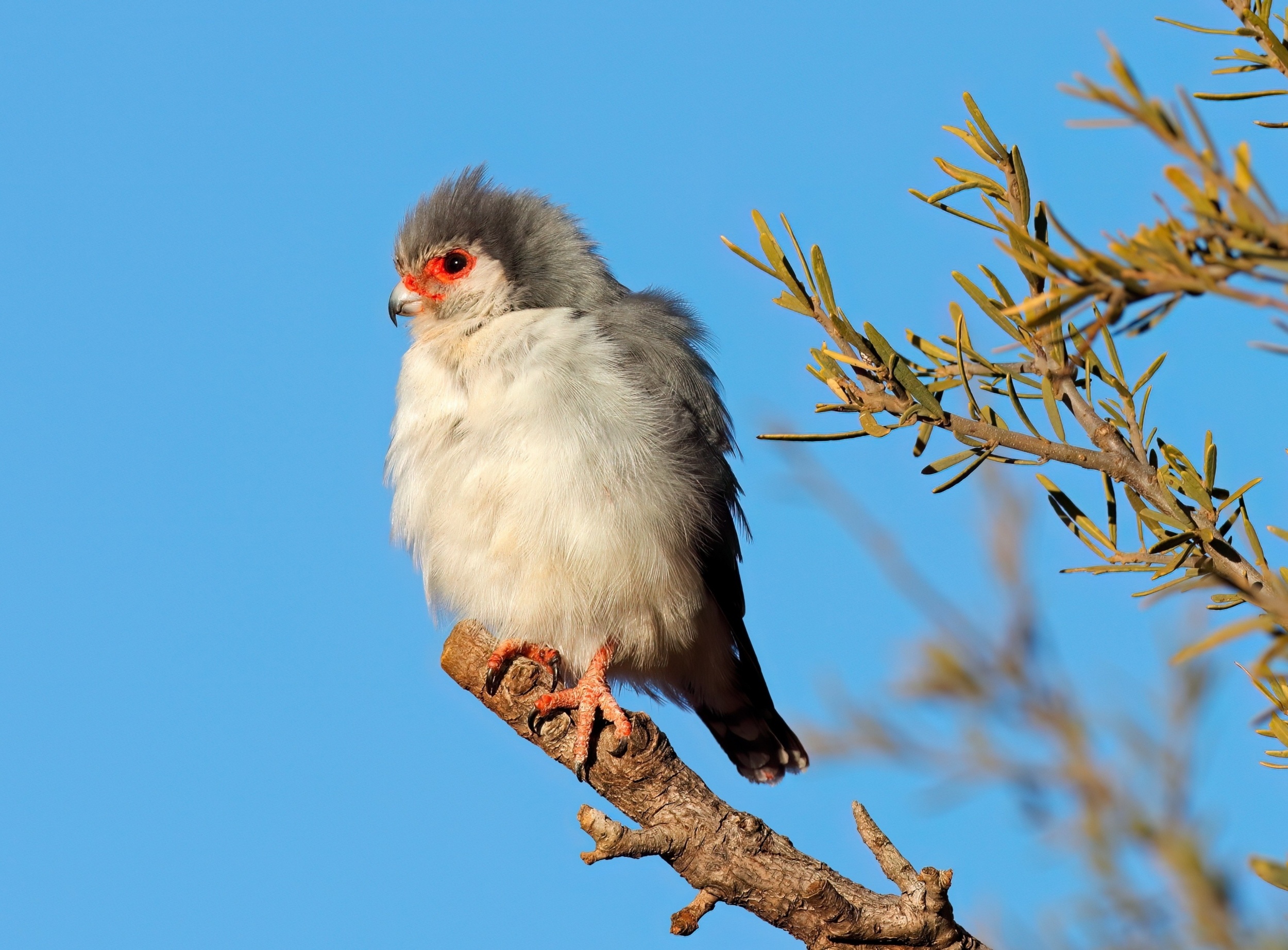 Tiny falcon has the smallest home range ever recorded